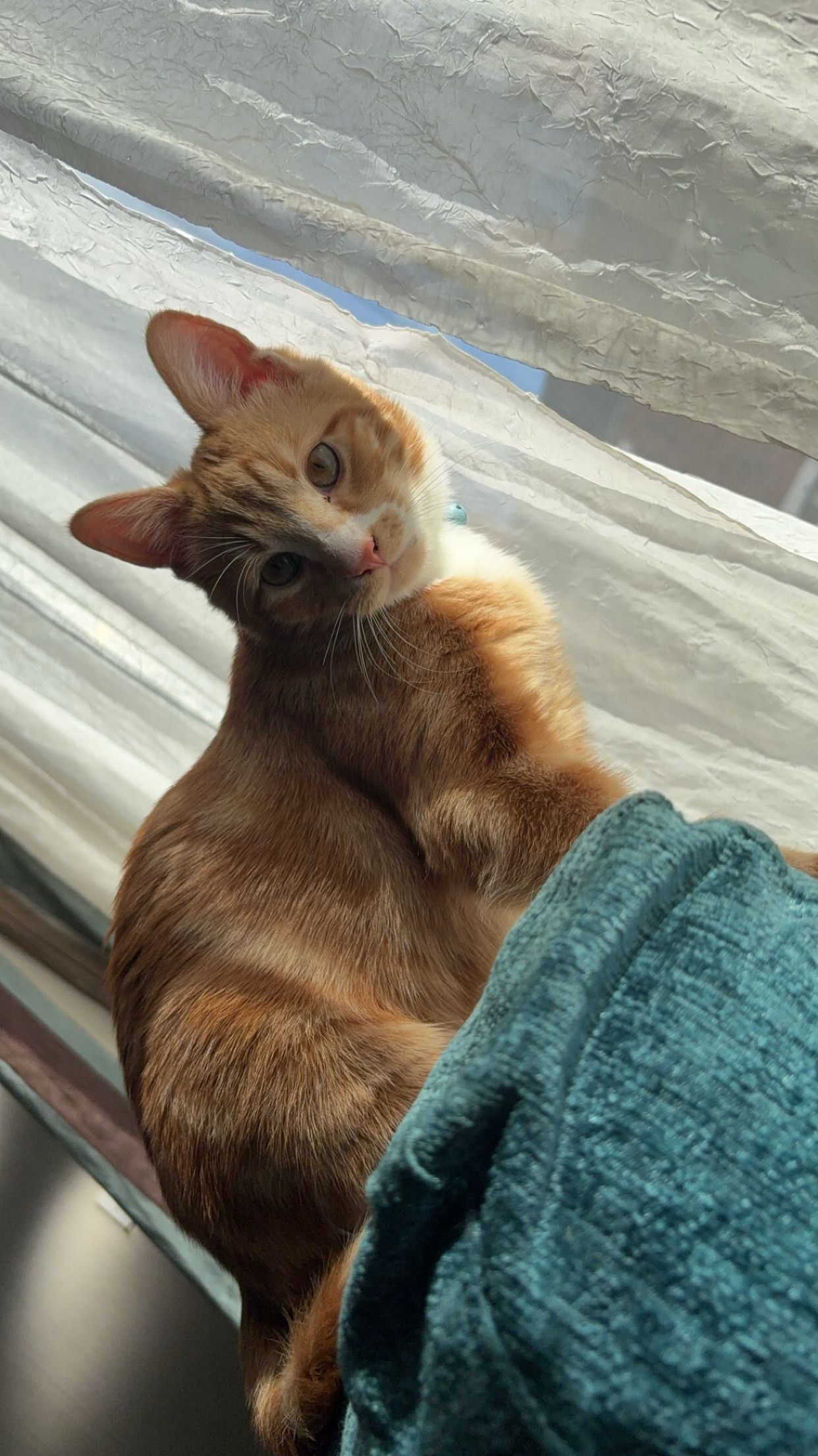 bertie  - 100 Alexandra Road, Grantham