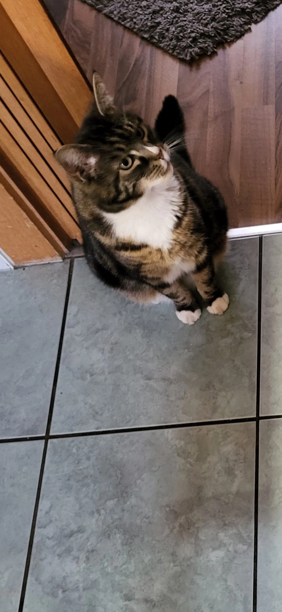 Lilli - Alte Weddingstedter Landstraße, Heide