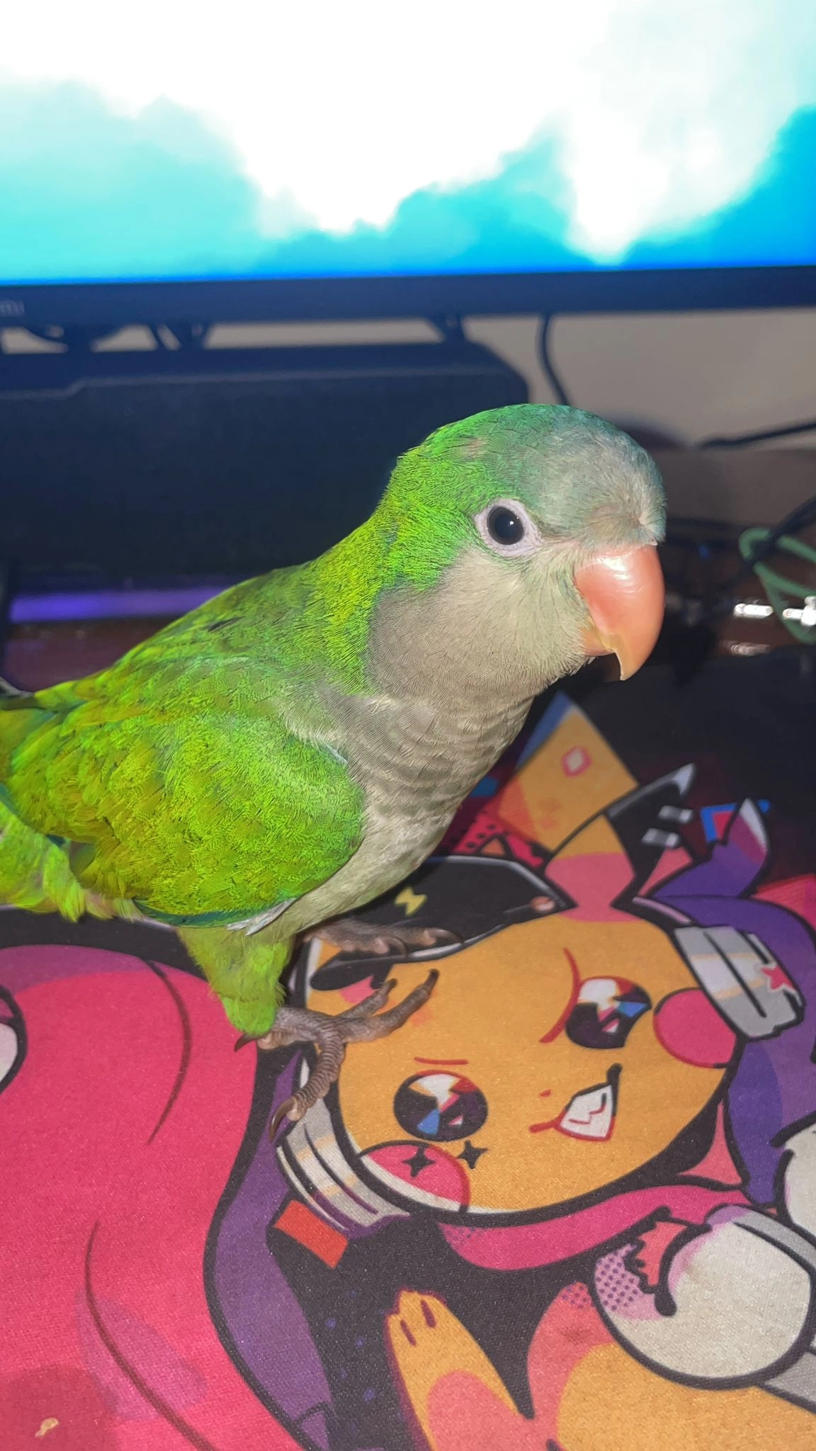 Mojito - Calle Sandunga, Dénia