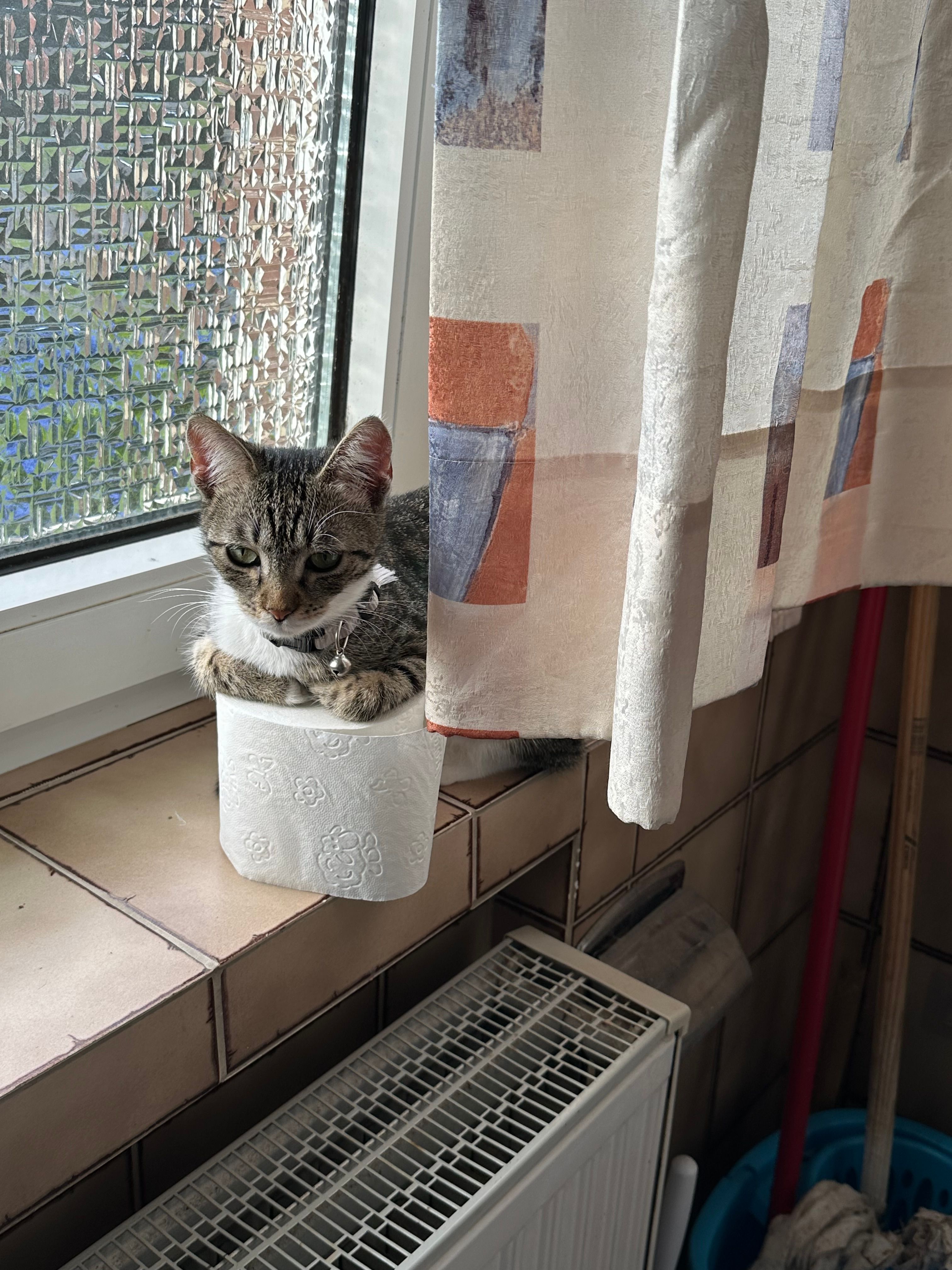 Miți - Mozartstraße, Visbek