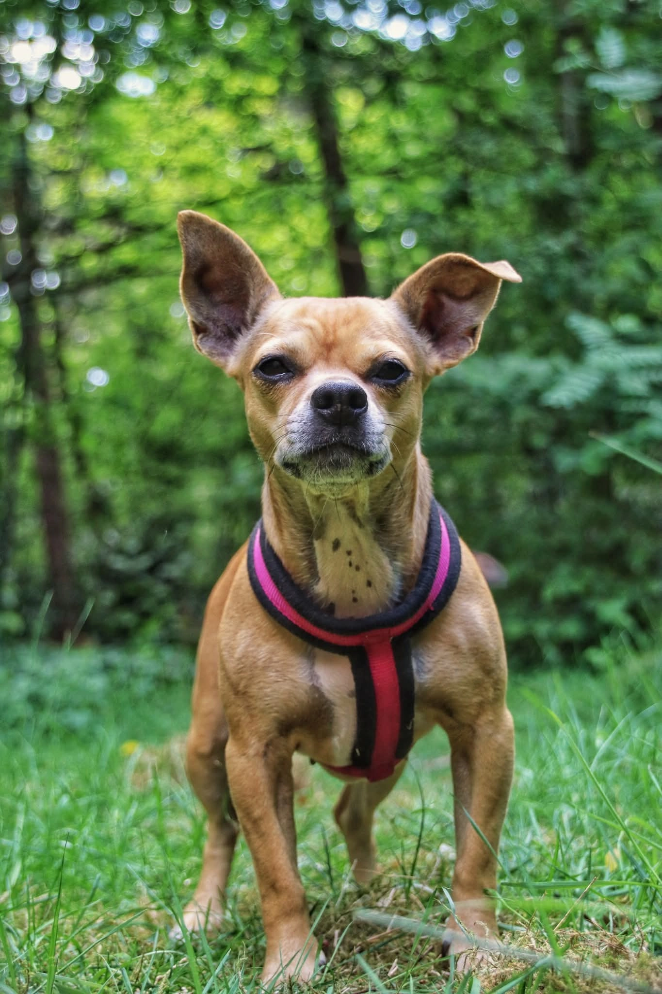 Bailey  - Veldstraat, Zoersel