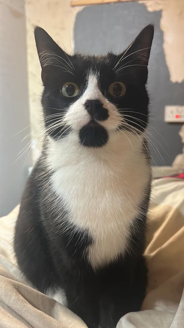 Jack - CM20 2, Harlow