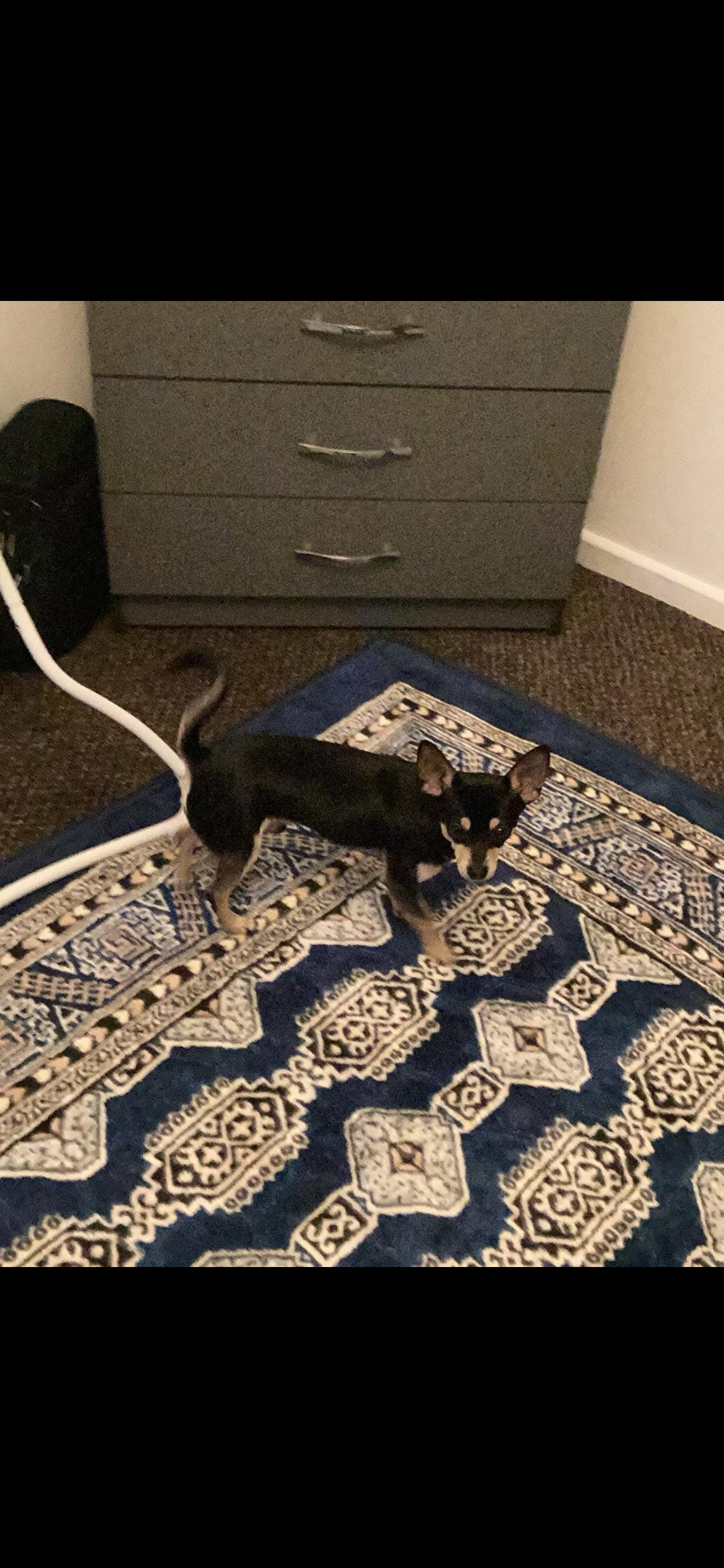 Tedi - Ronksley Road, Sheffield