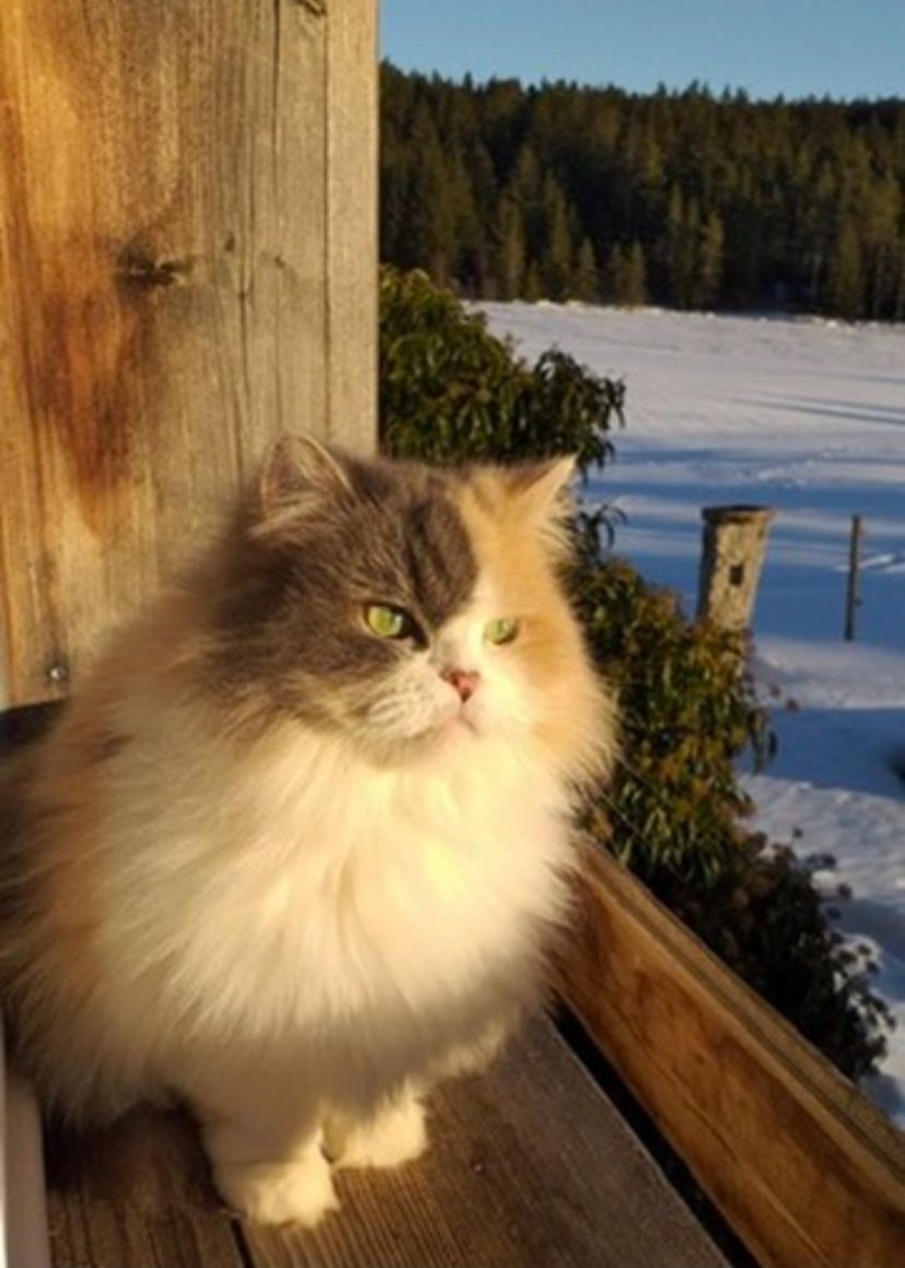 Poldi - Dresselbach, Schluchsee