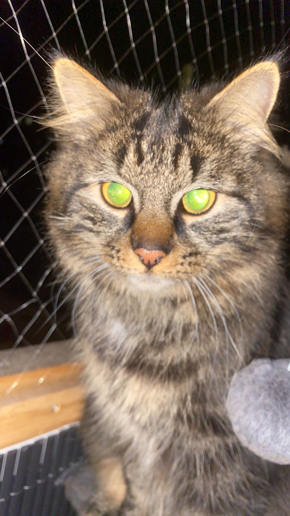 Simba - Talstraße, Braunau am Inn