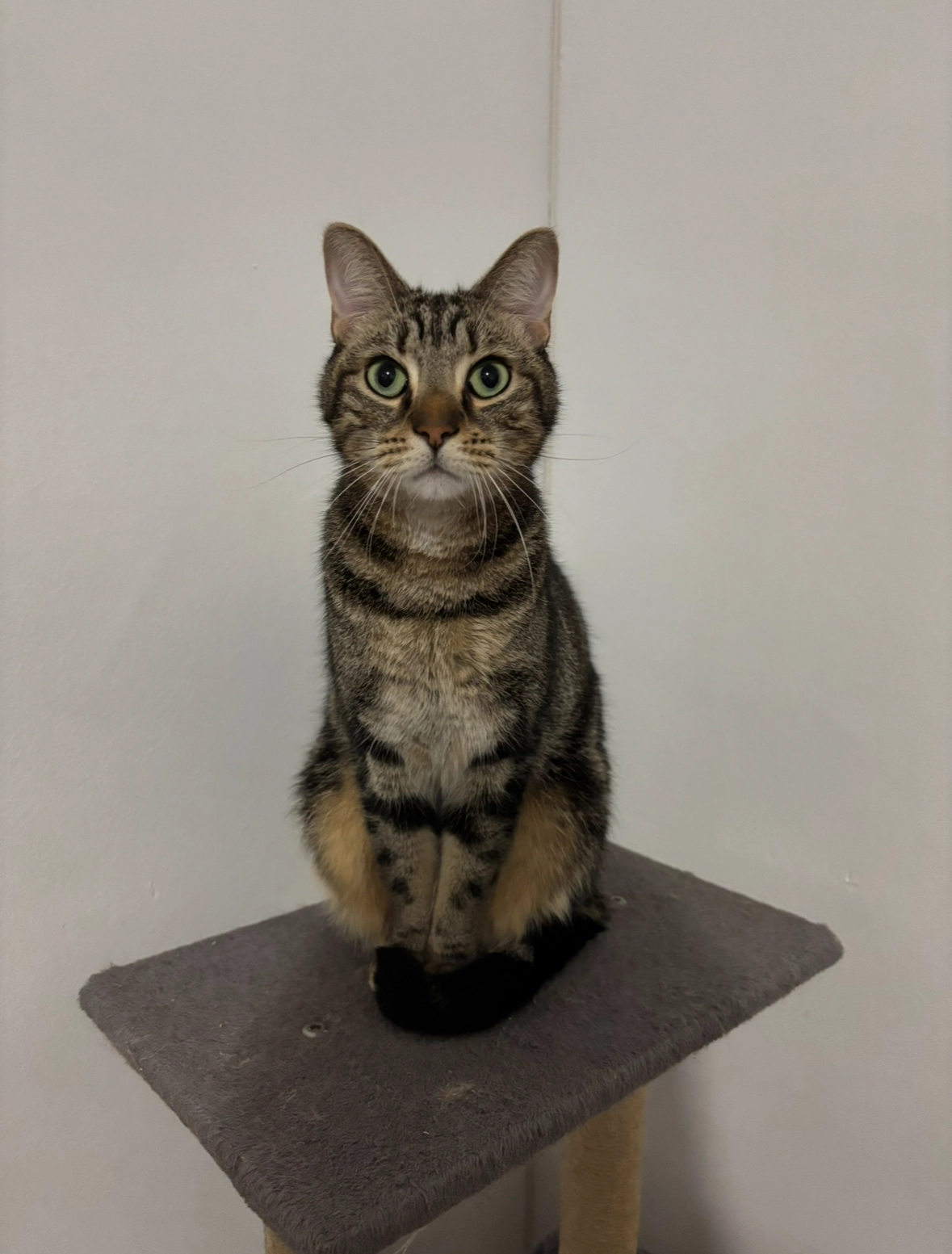 Cookie - 42 Rue Pierre Audry, Lyon