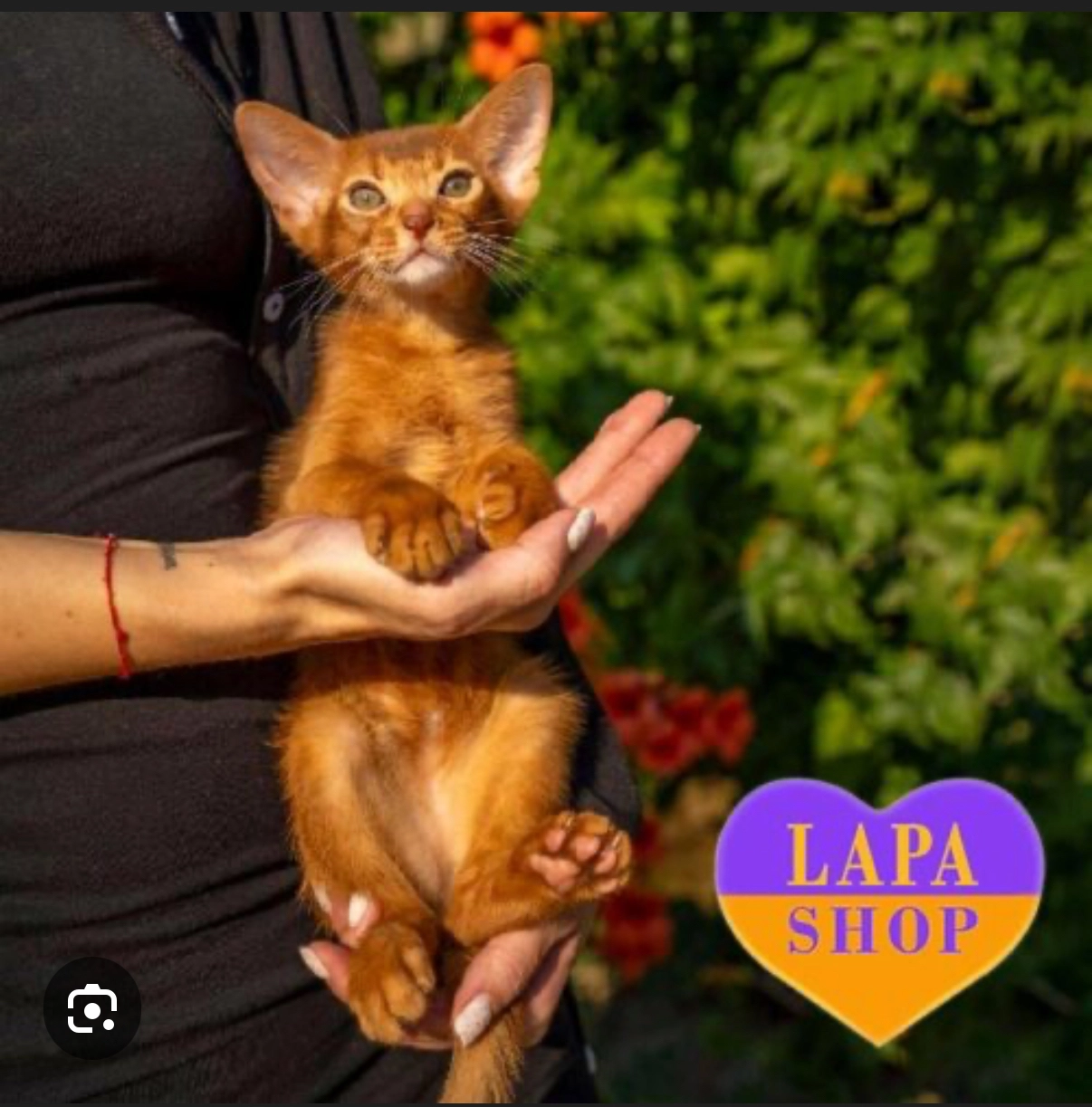 Brownie - Alhambravej 8, Frederiksberg C