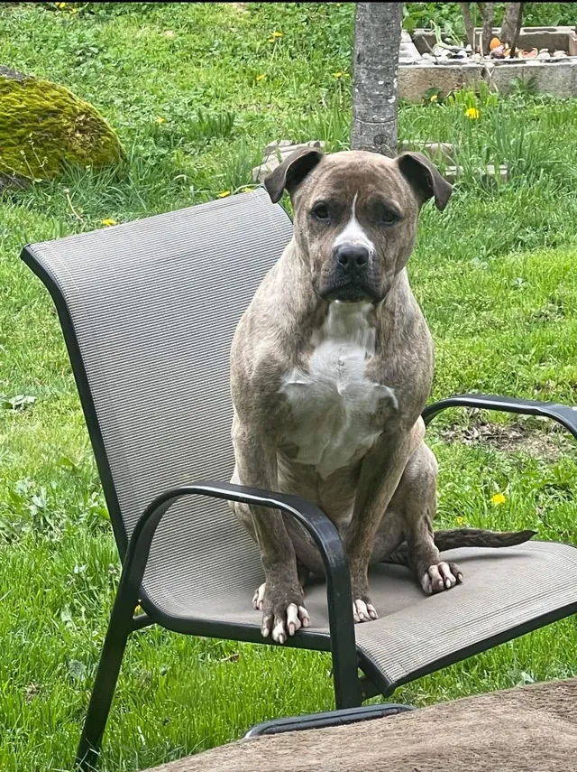 Scrappy - Northeast 122nd Avenue, Portland
