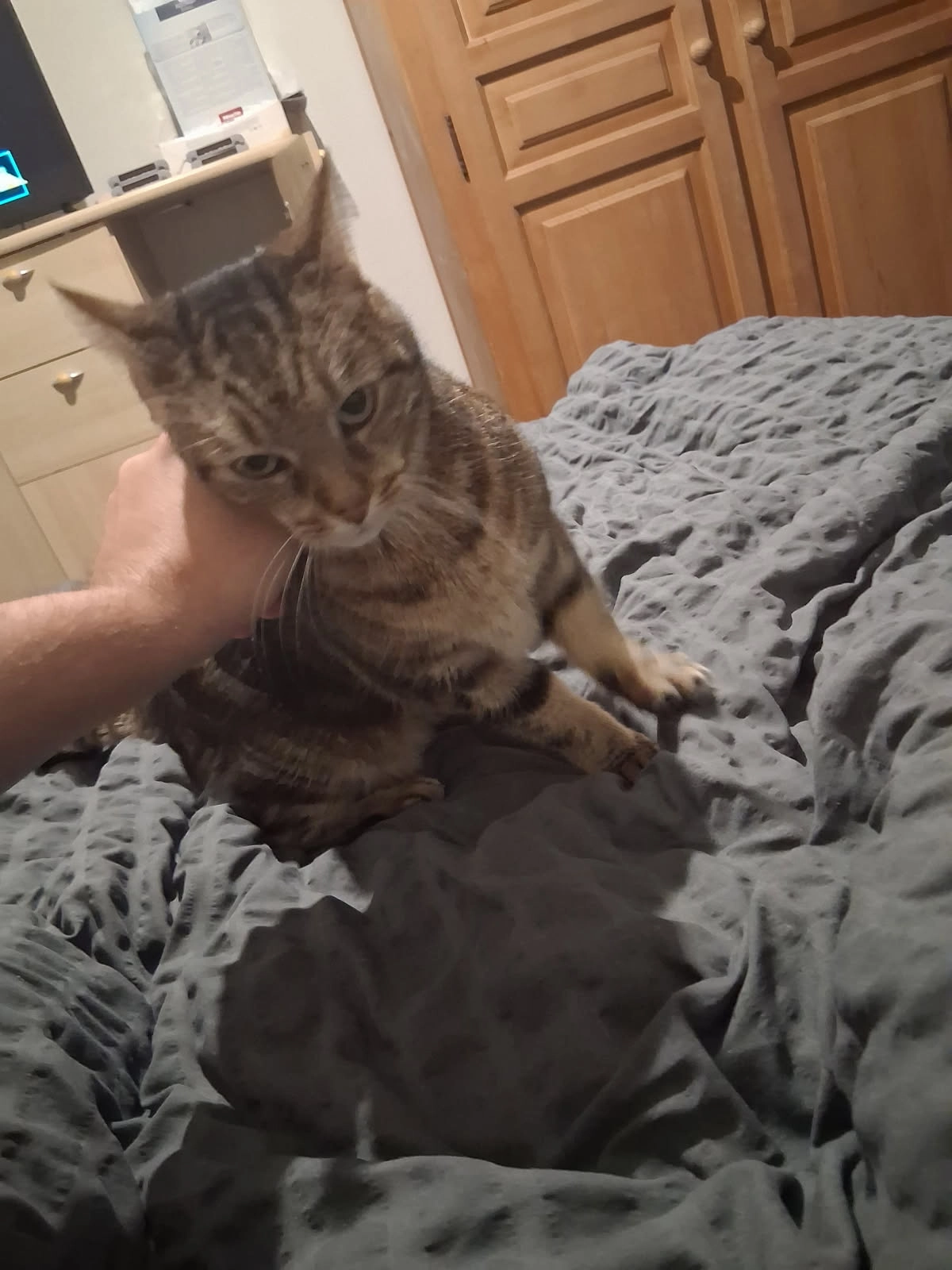 Biquette - 1 La Ville Couro, Forges-de-Lanouée