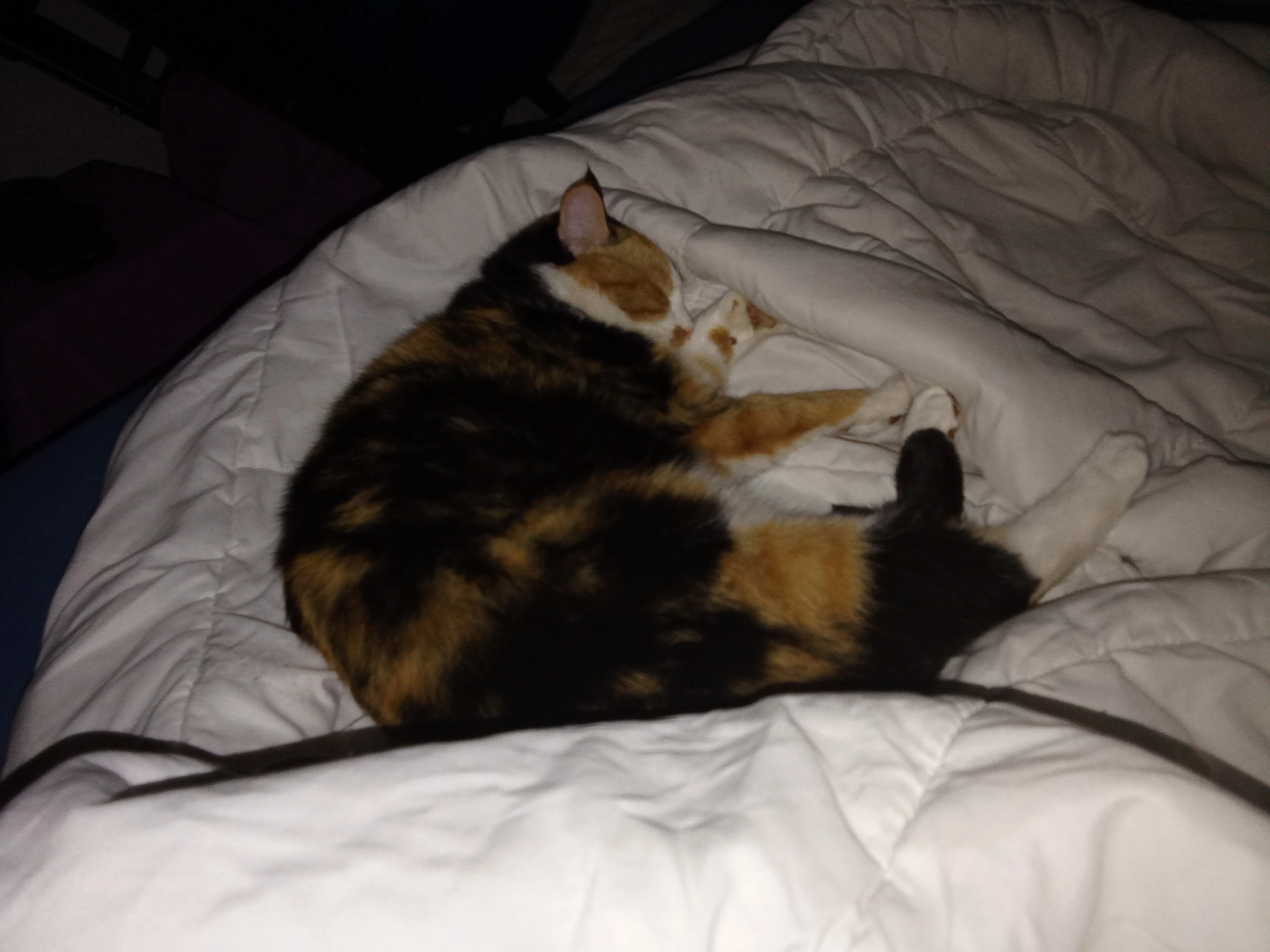 Miranda  - Lumma, Telfs