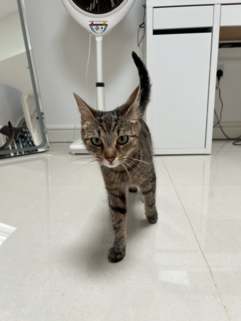 Duchess - Birch Close, Camberley