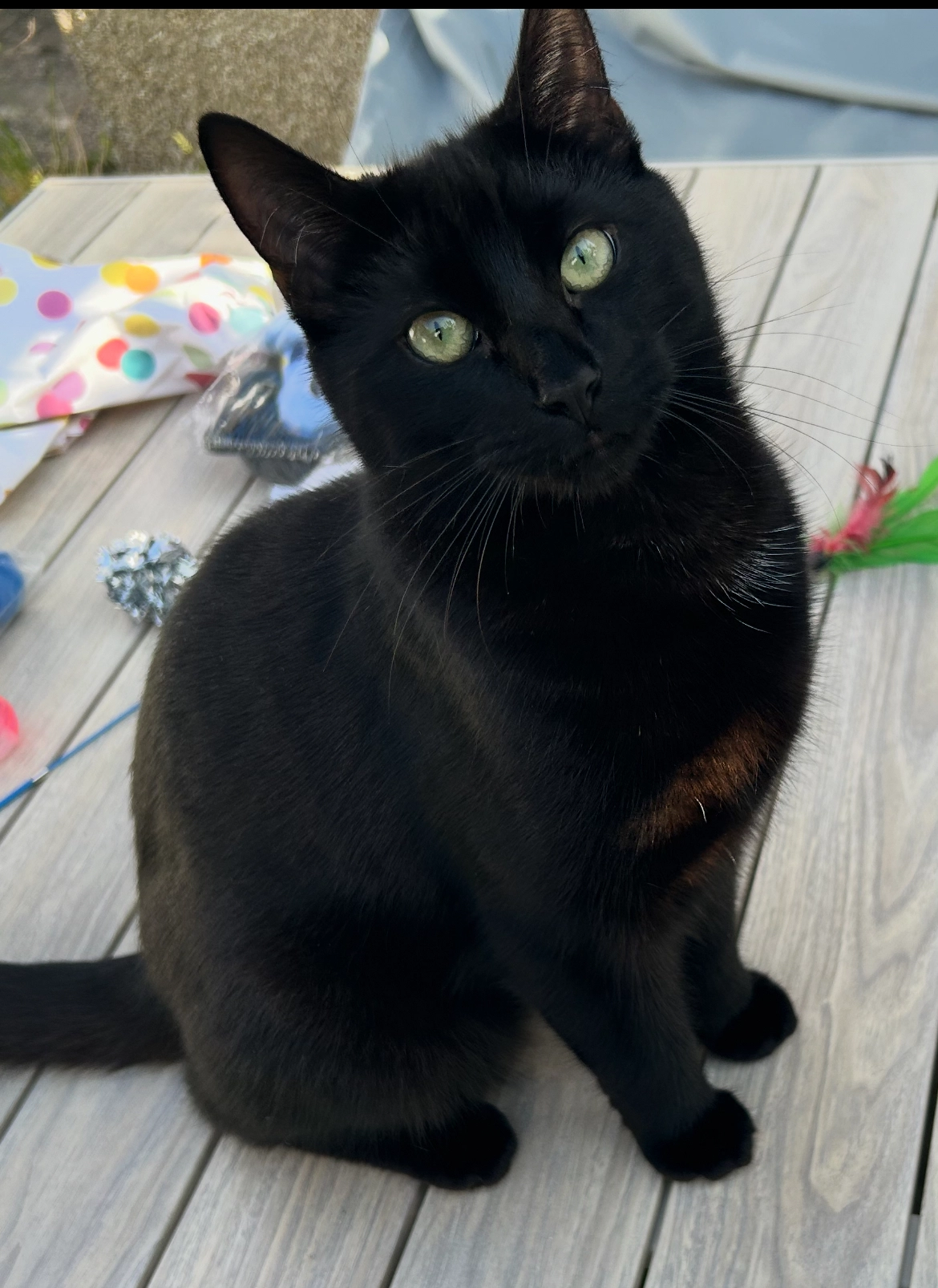 Pumpkin - Berkeley Road, Bristol