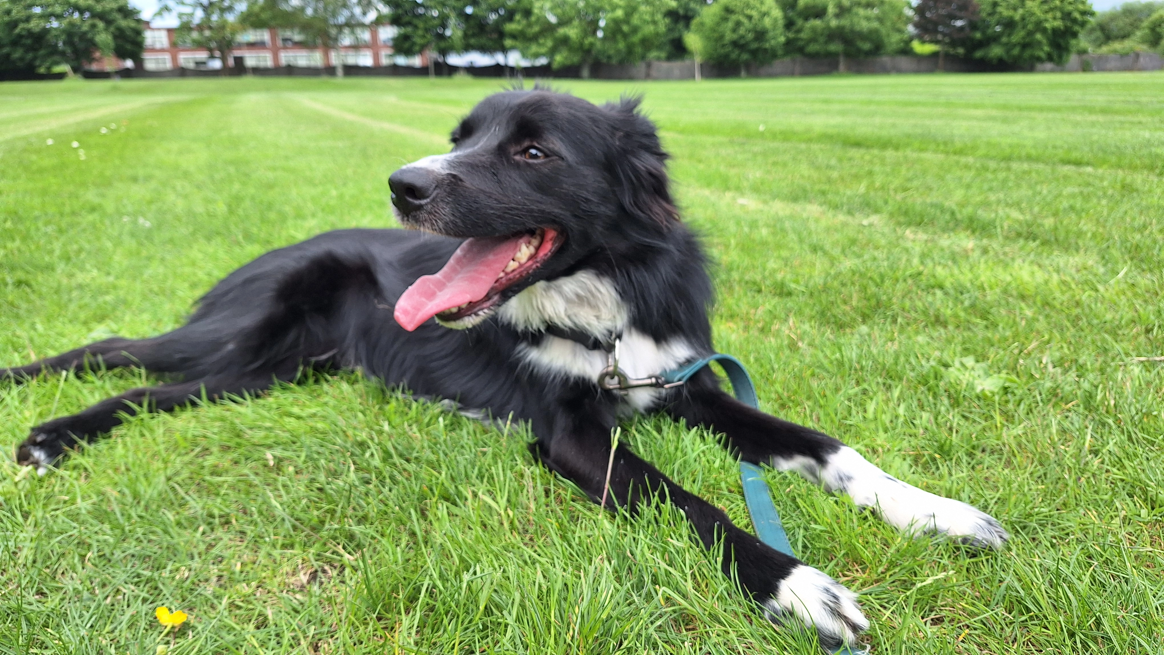 Marlowe and Nacho  - Belfield Crescent, Limerick