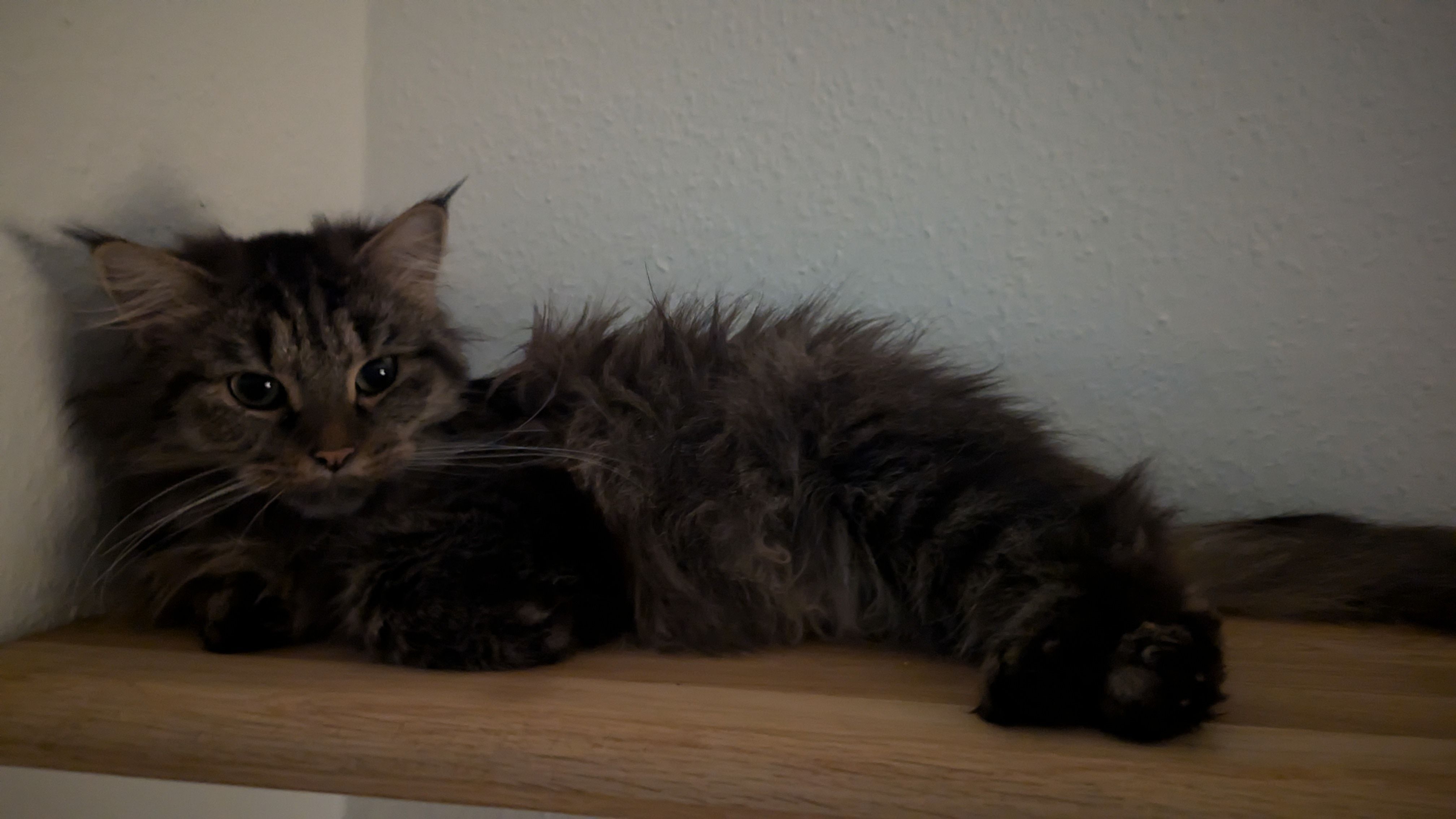 Zora - Kemmestraße, Wernigerode