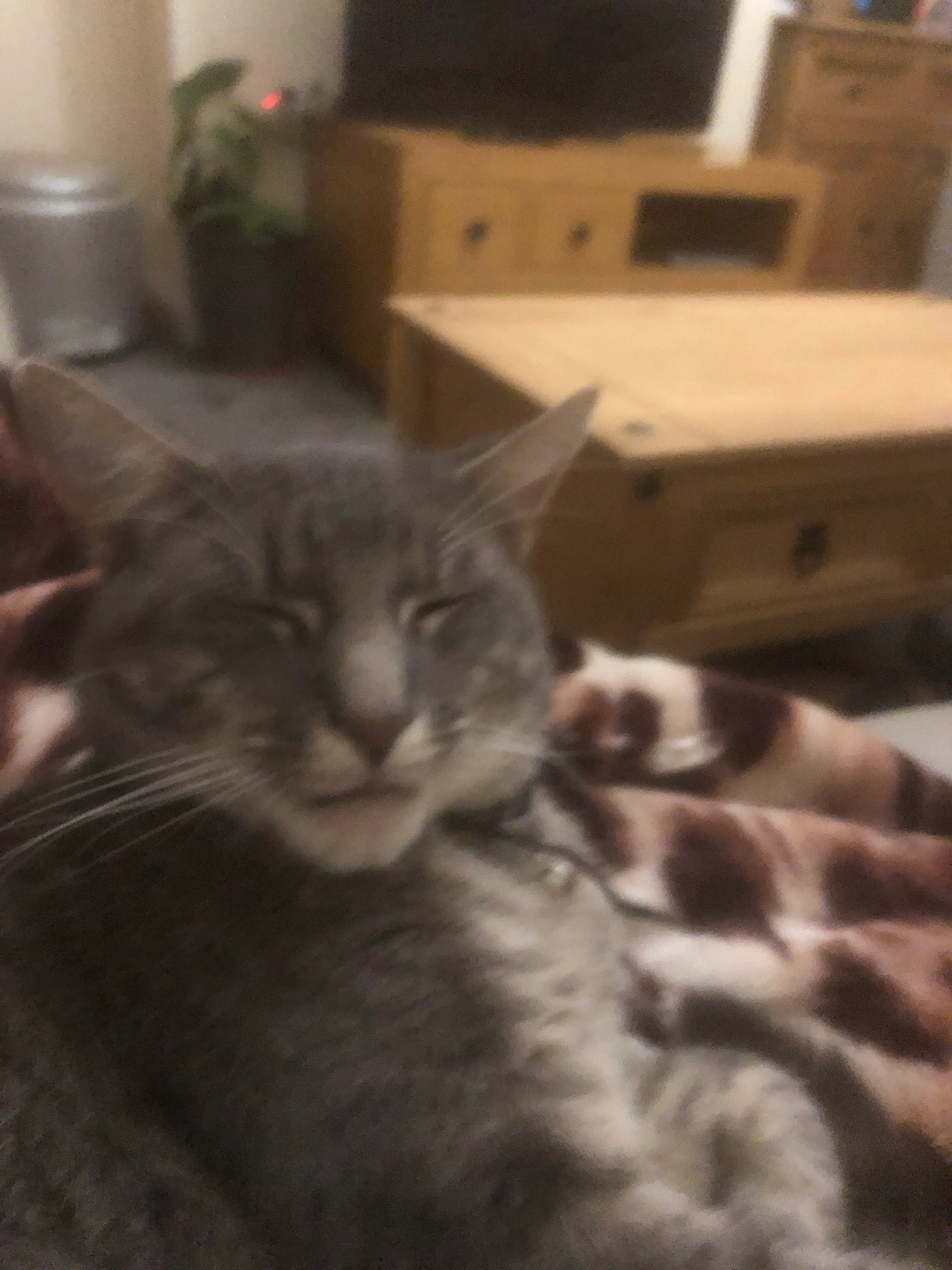 Rocky - Bentcliffe Avenue, Leeds