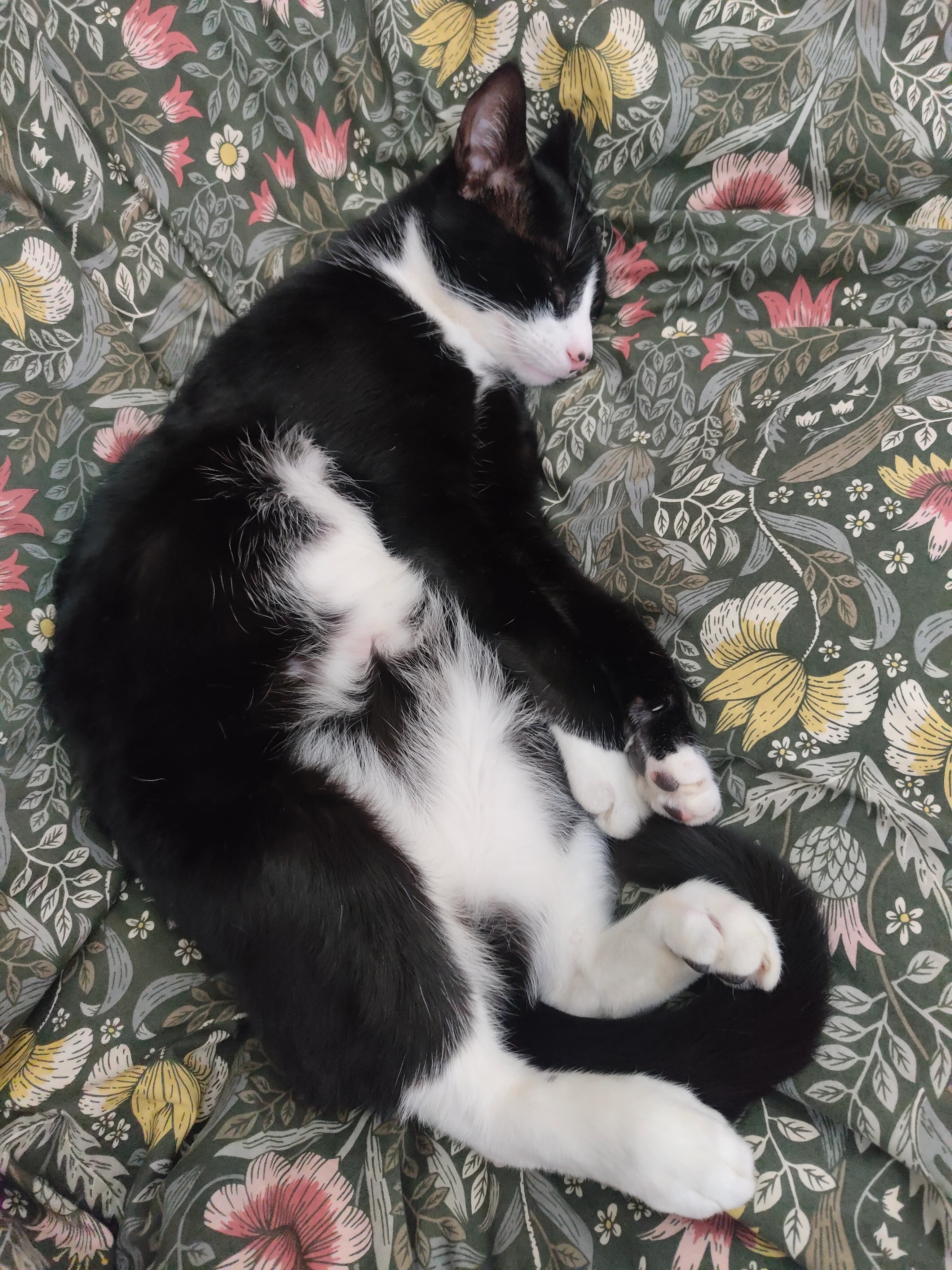 Patounet  - Route de Chitenay, Chitenay