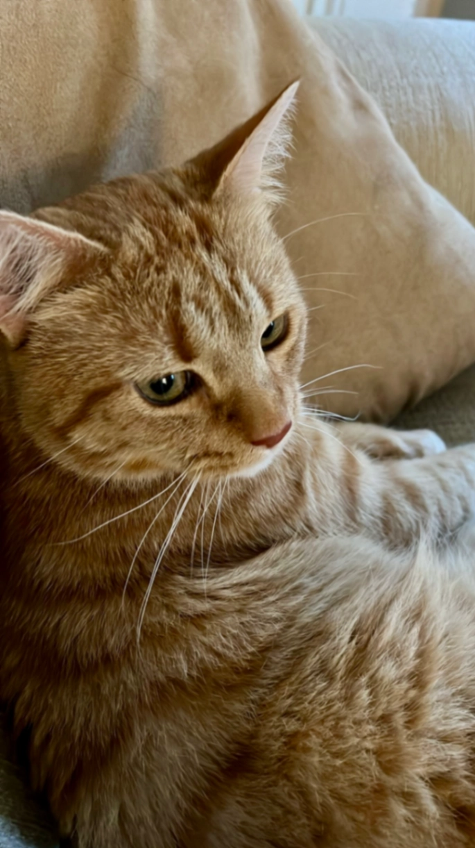 Thanos - Seabank Road, Nairn