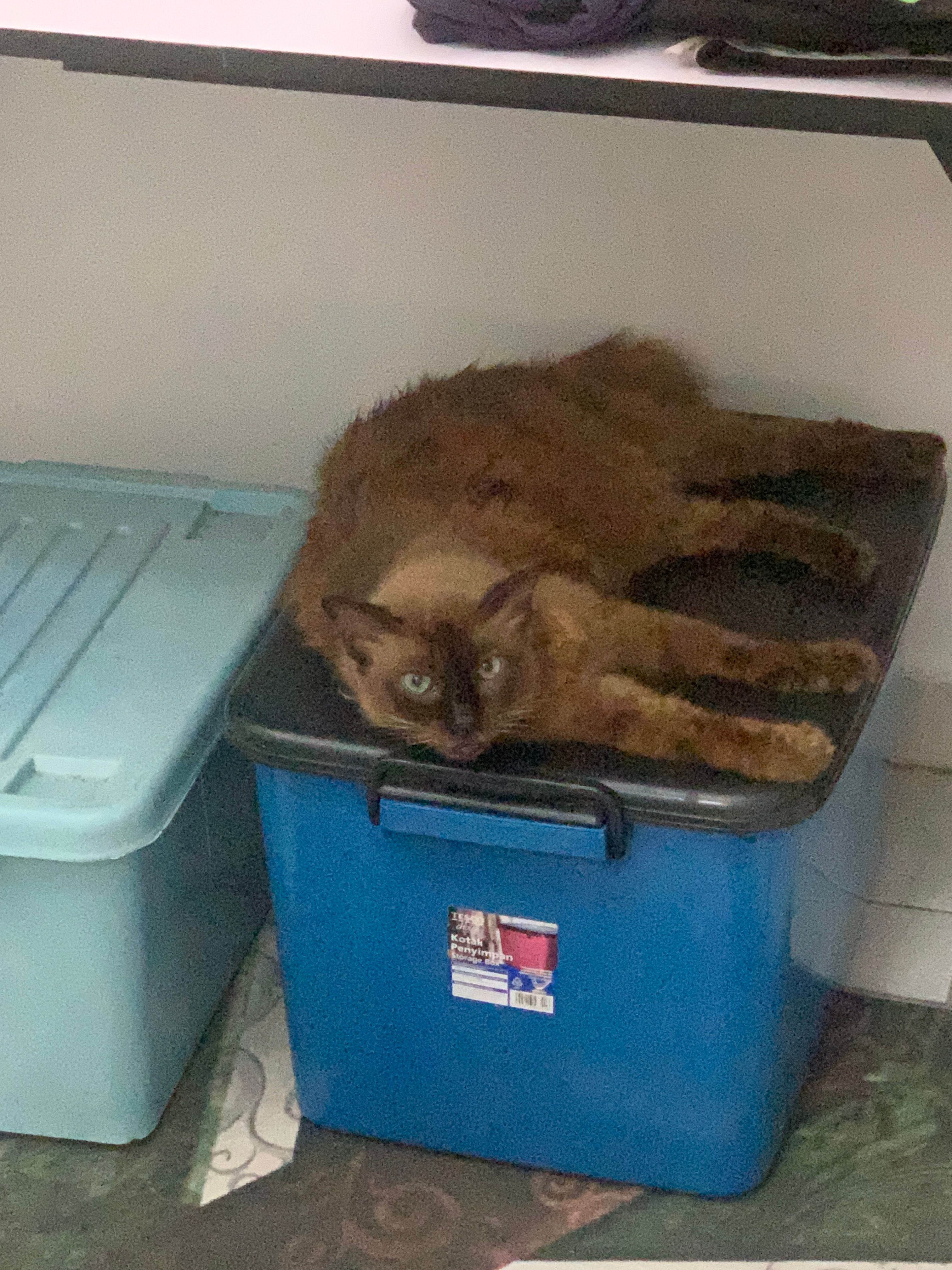 jin - 42300, Bandar Puncak Alam