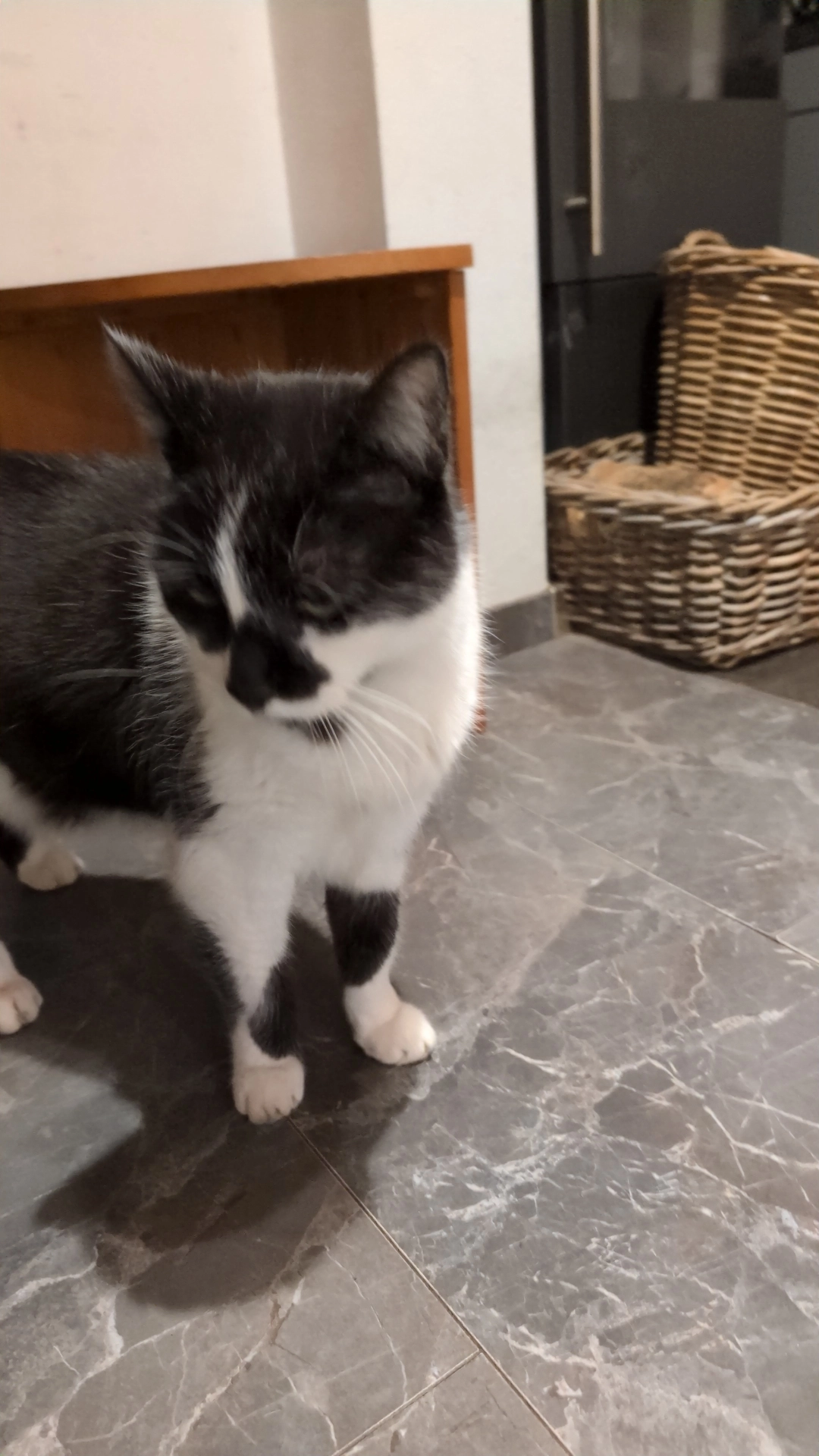 Mozart  - Berkelwiese, Coesfeld