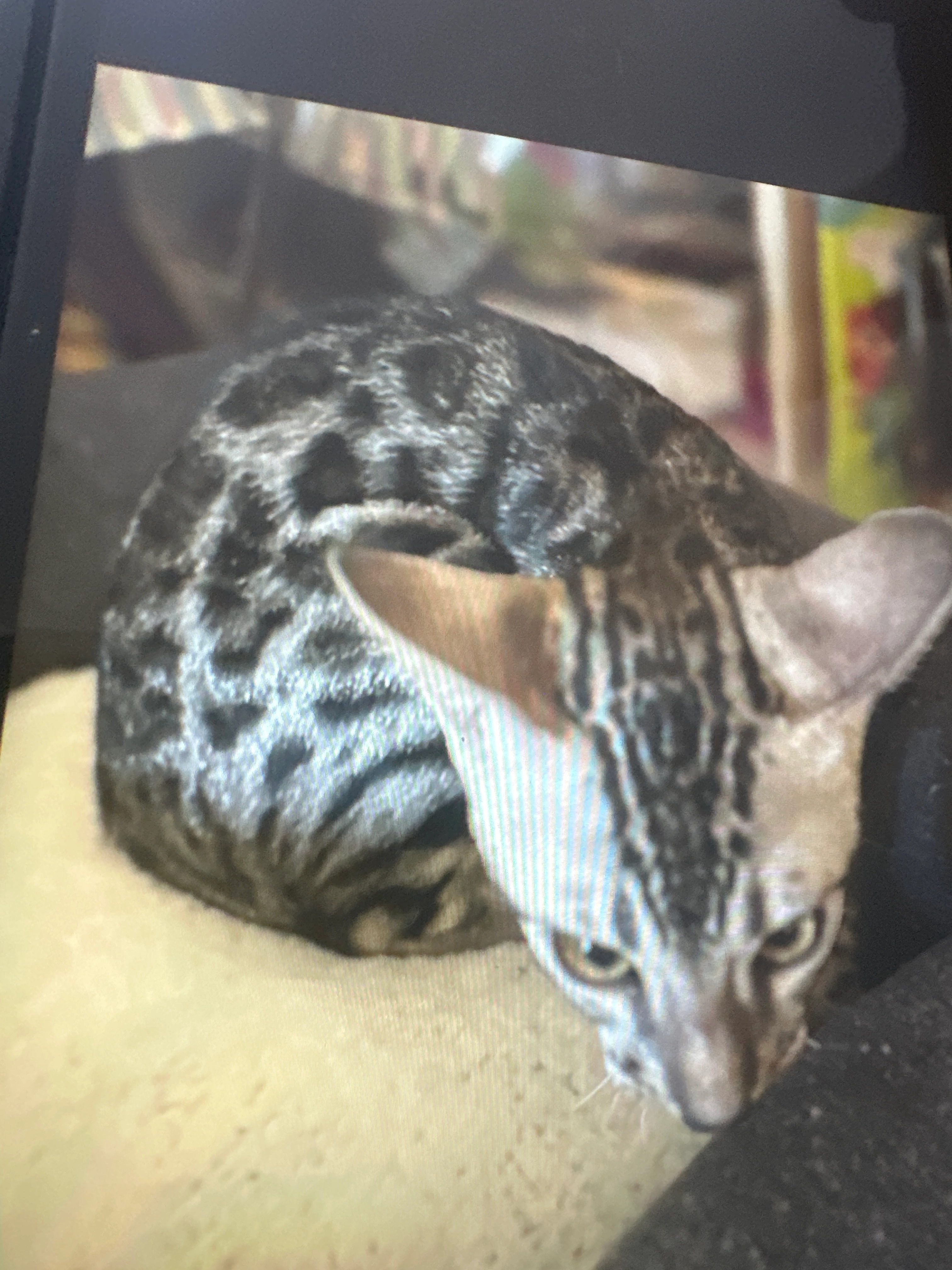 Aria - Les Argonautes, Bandol