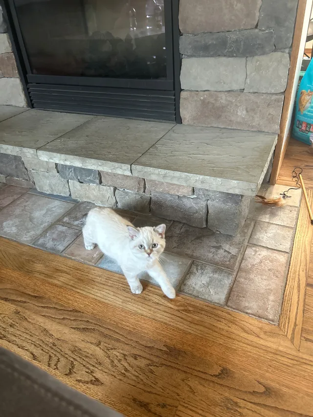 Mochi - 105th Place Southeast, Kent
