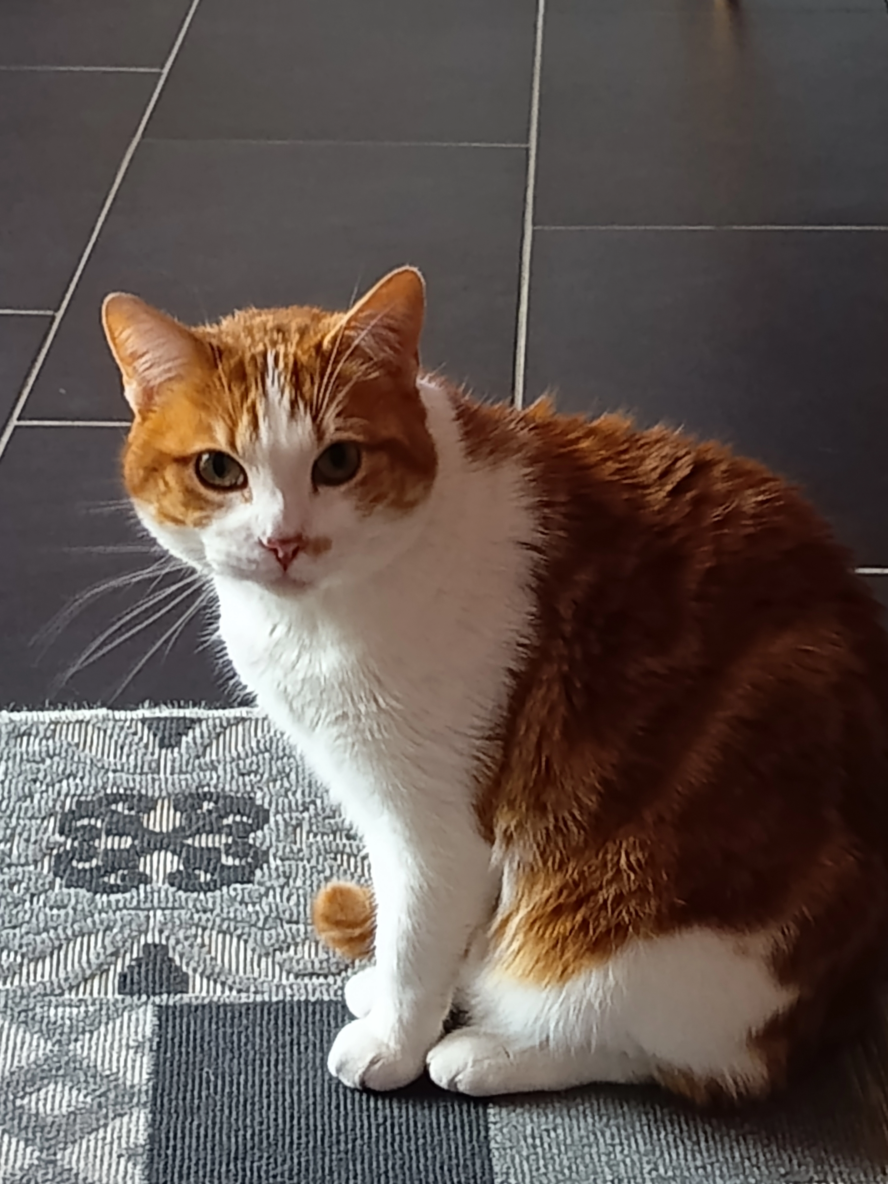 Albert - Rue Melpomène, Saint-Sébastien-sur-Loire