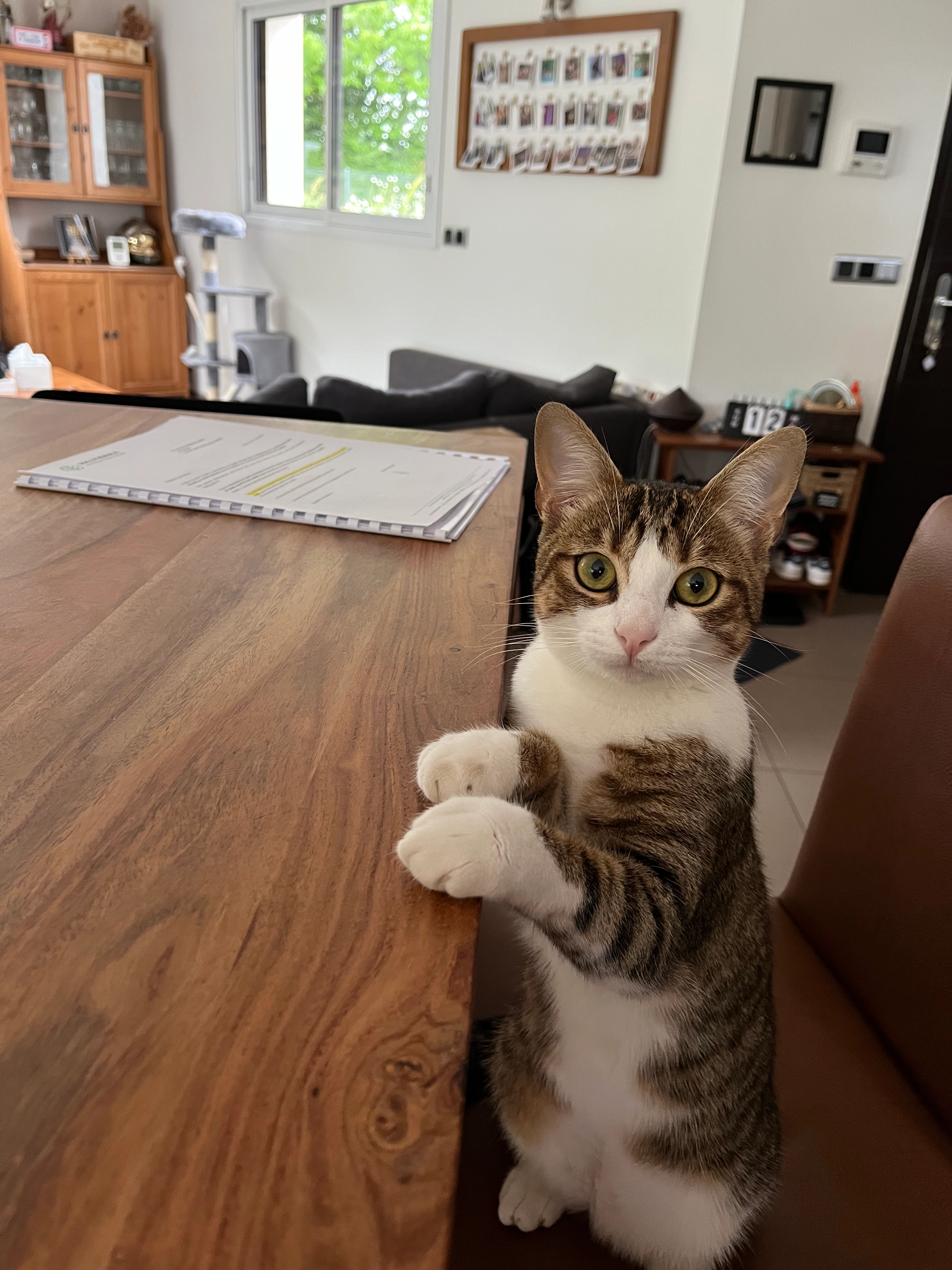 Ulye - 34 Chatain, Saint-Sulpice-des-Landes