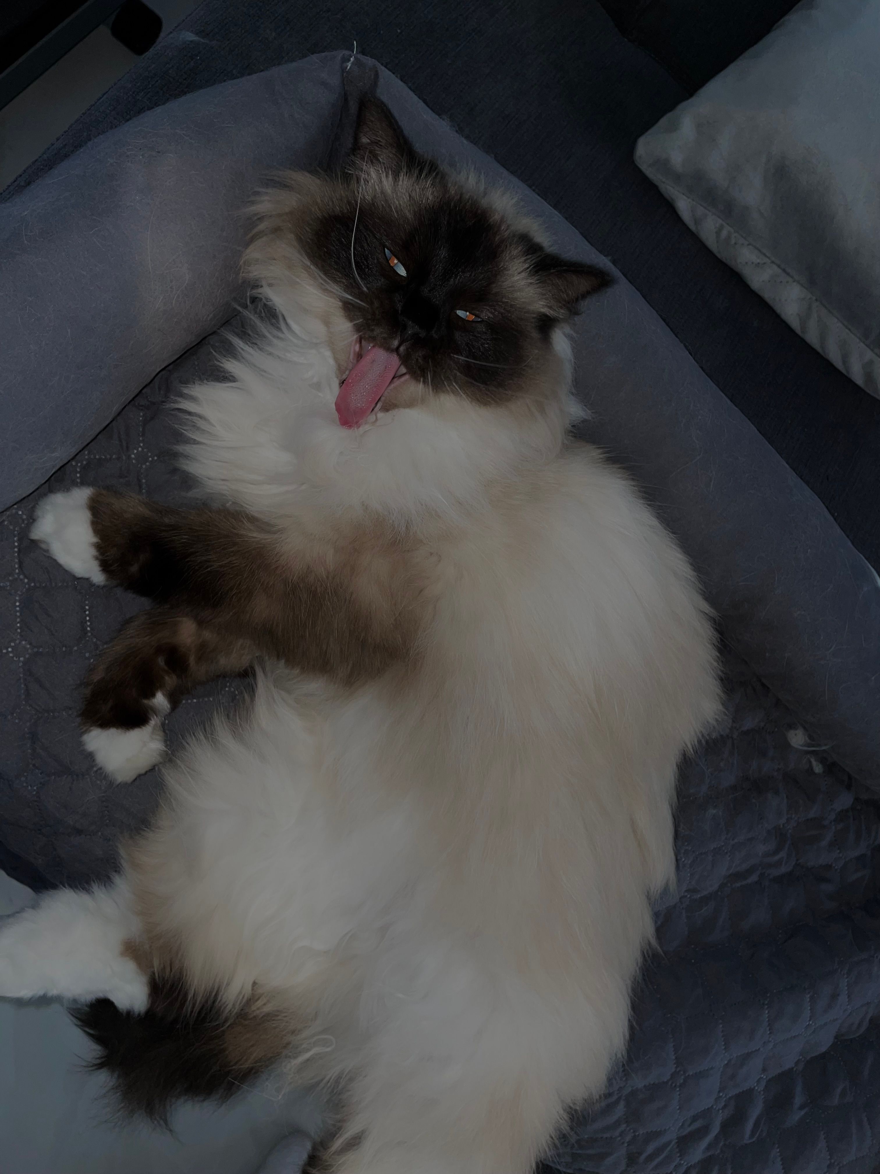 Xenia - Siedlungsstraße, Lieboch