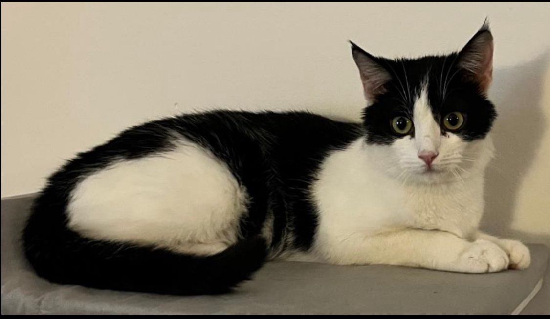 Toya - An der Altern, Cham