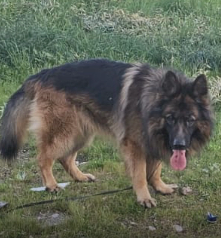 Sylvain - Chemin du Baron, Saint-Jean-d'Illac