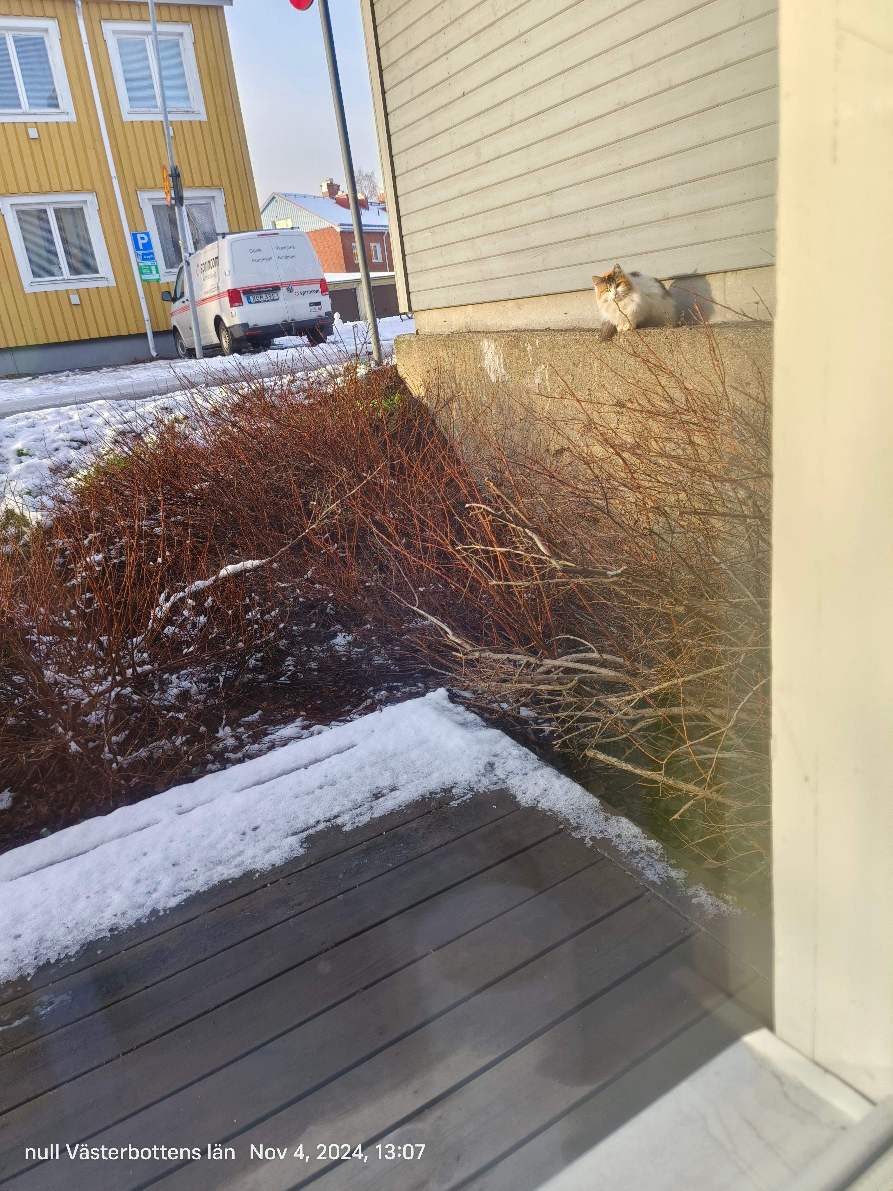 I haven't lost my pet.  - Sandaparken, Umeå