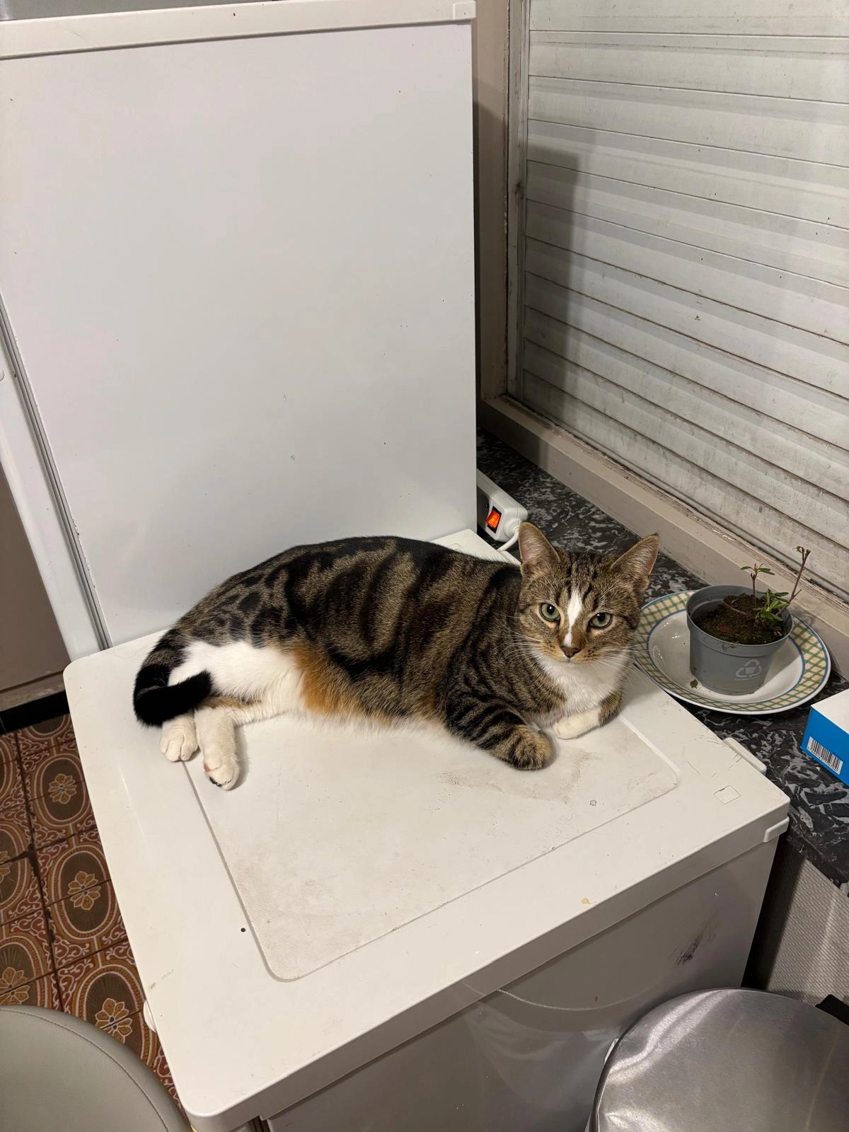 Jack - Alberic Deleustraat, Torhout