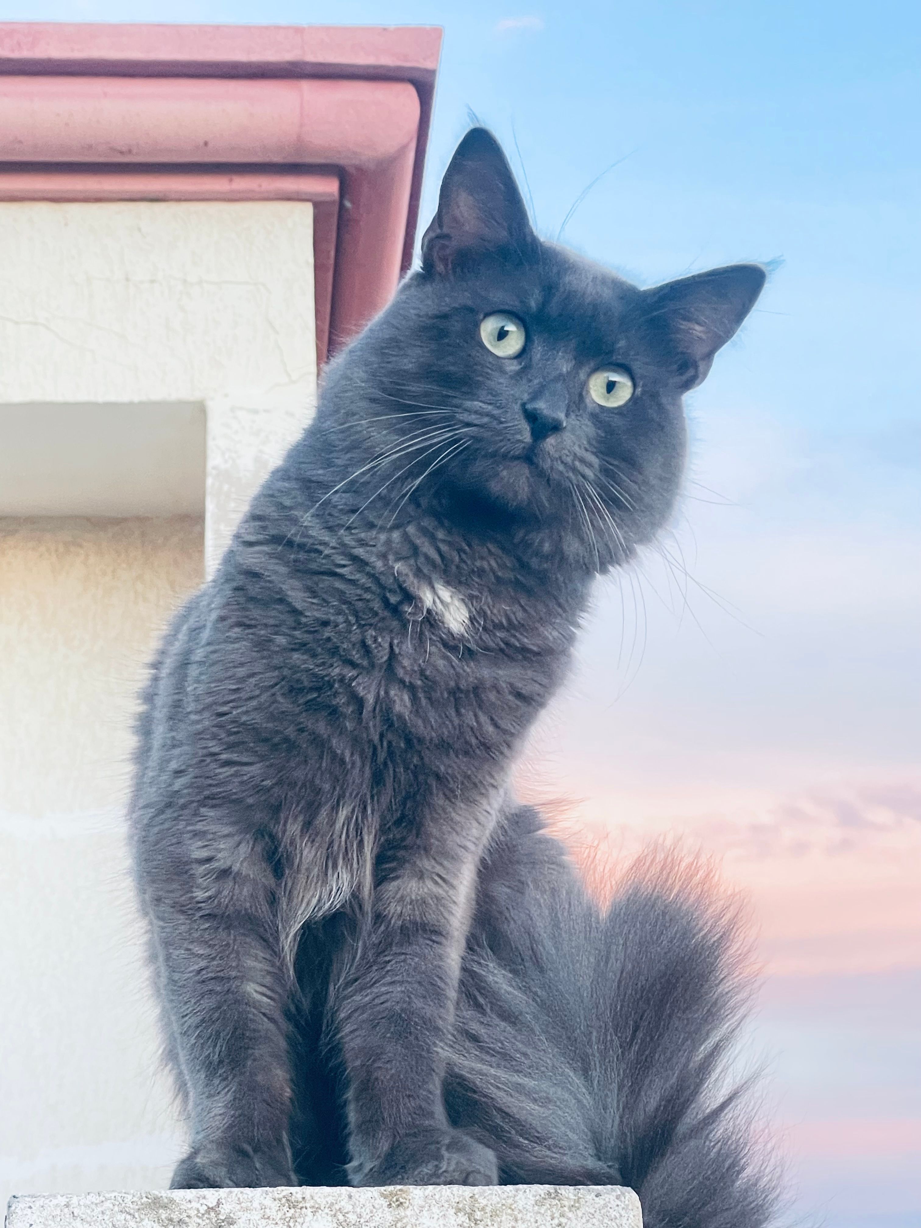 Simba - 20, Casablanca