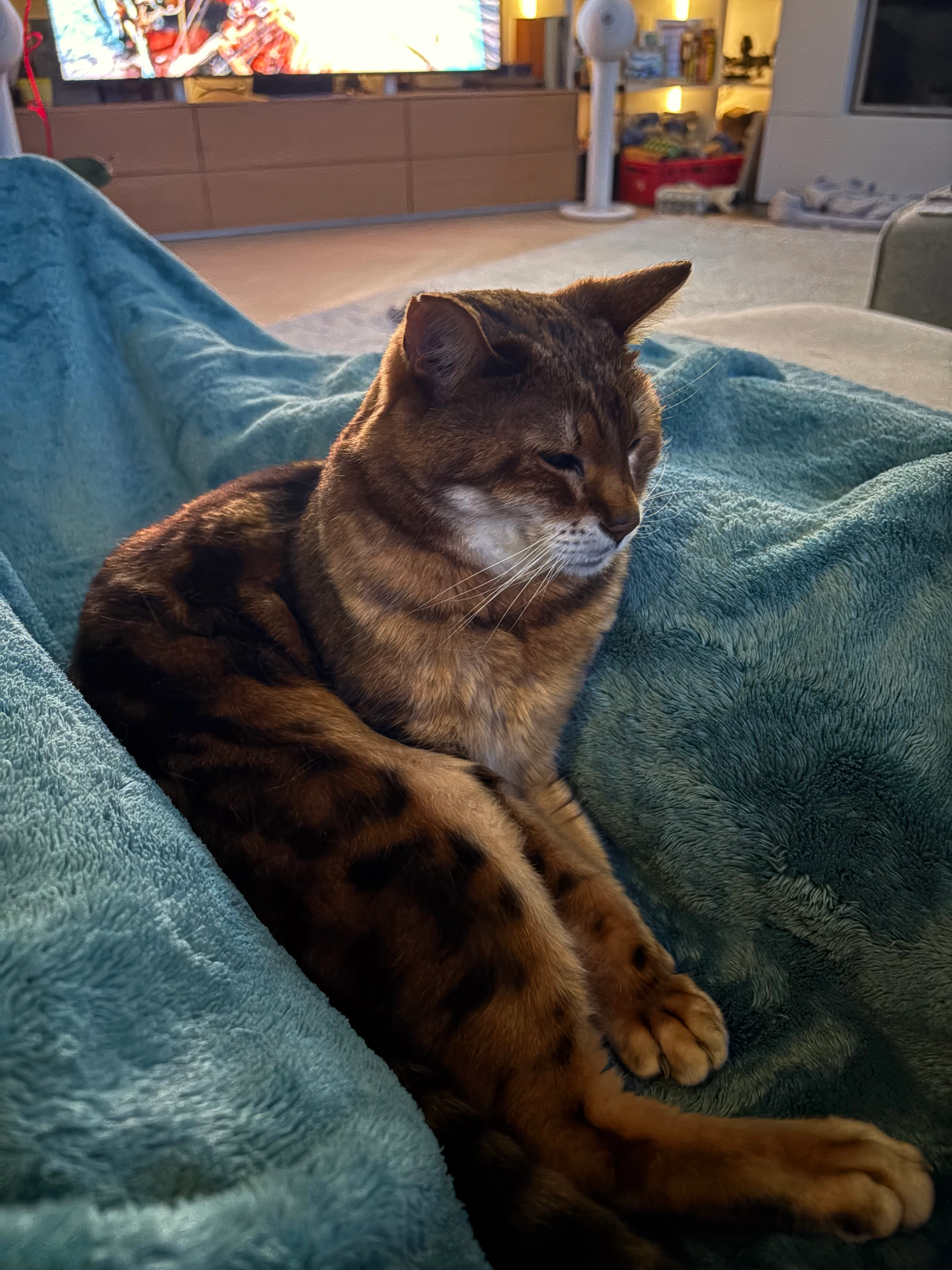 Simba - Barci 86, Primorsko-goranska