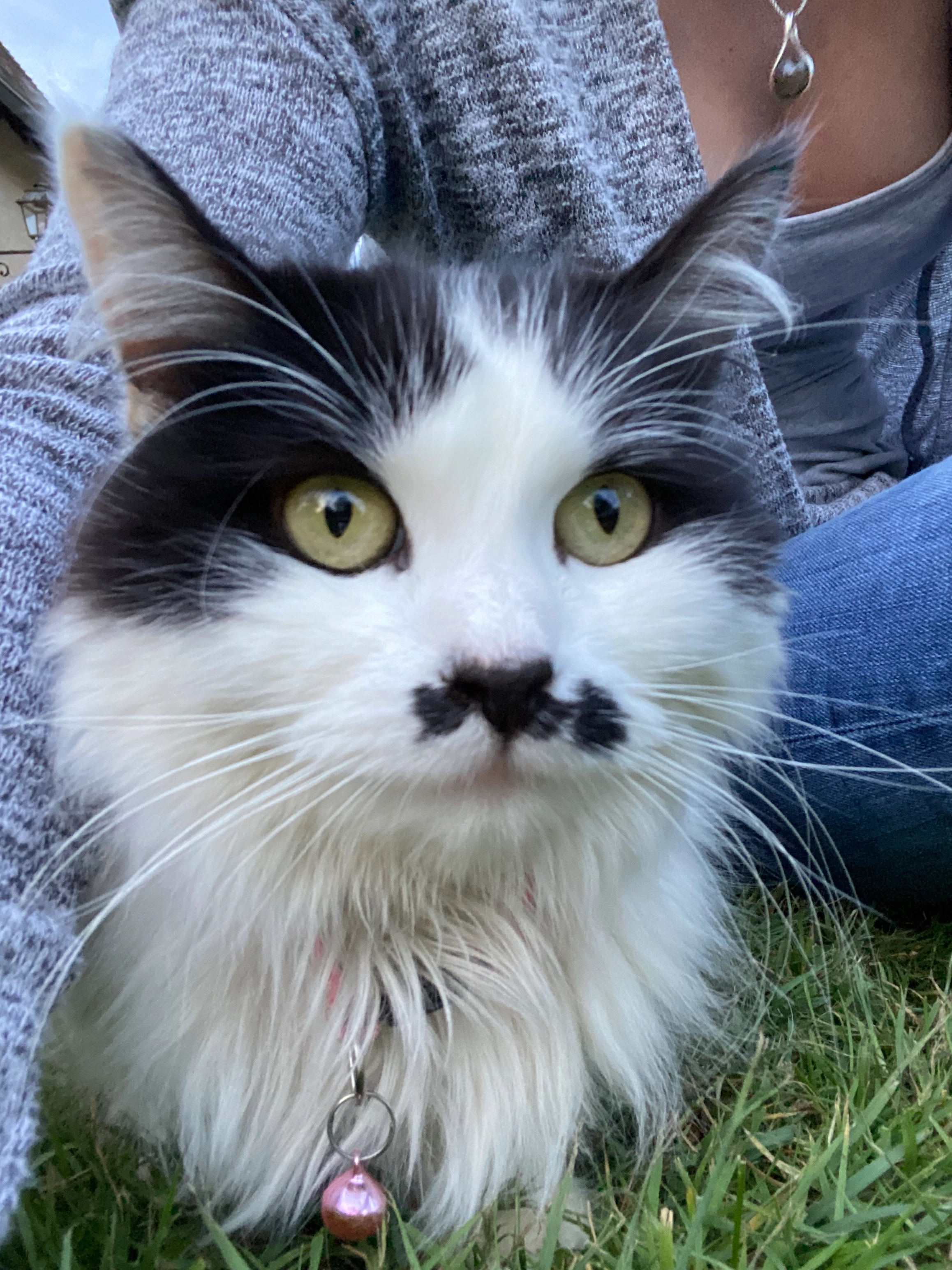 Pixelle - Route du Tilleul, Raizeux