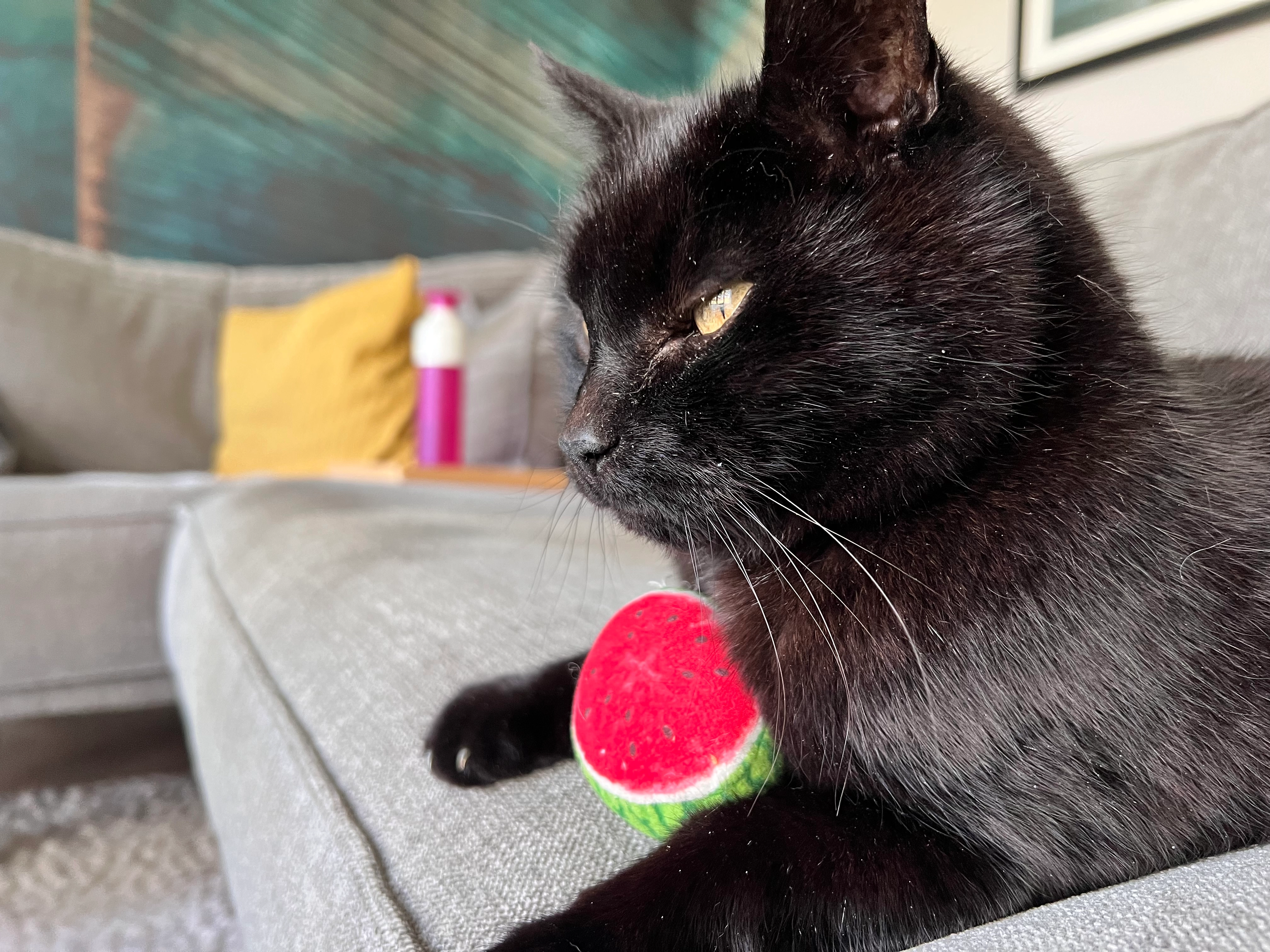 Bob - Catsveld, Gouda