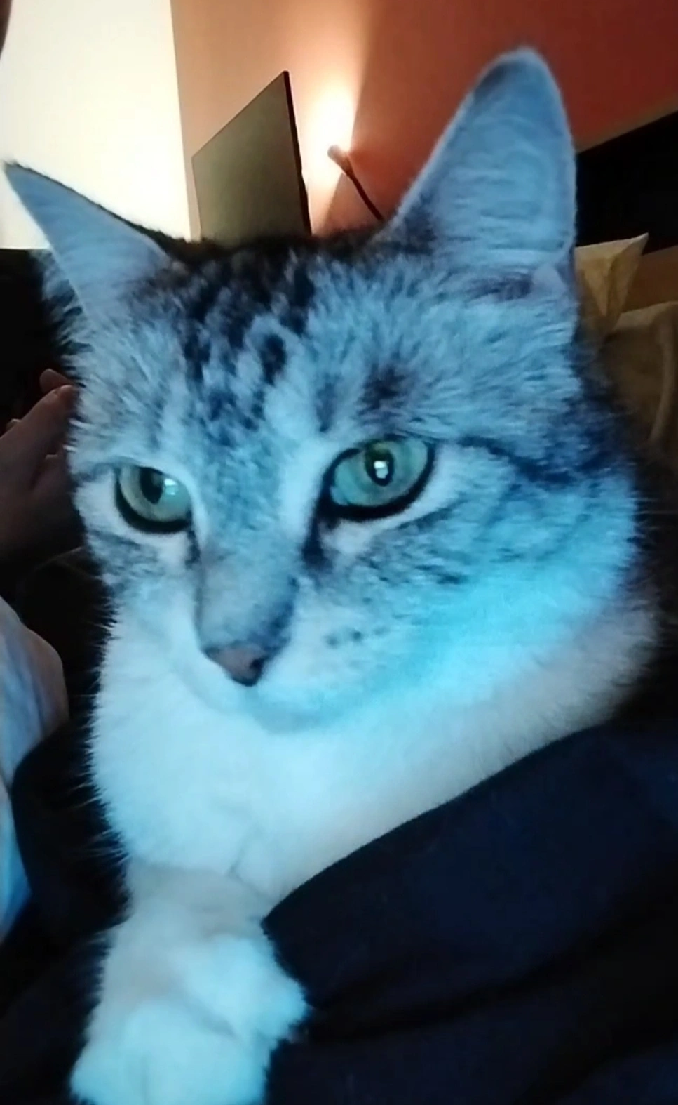 Grisette - Avenue Garibaldi, Limoges