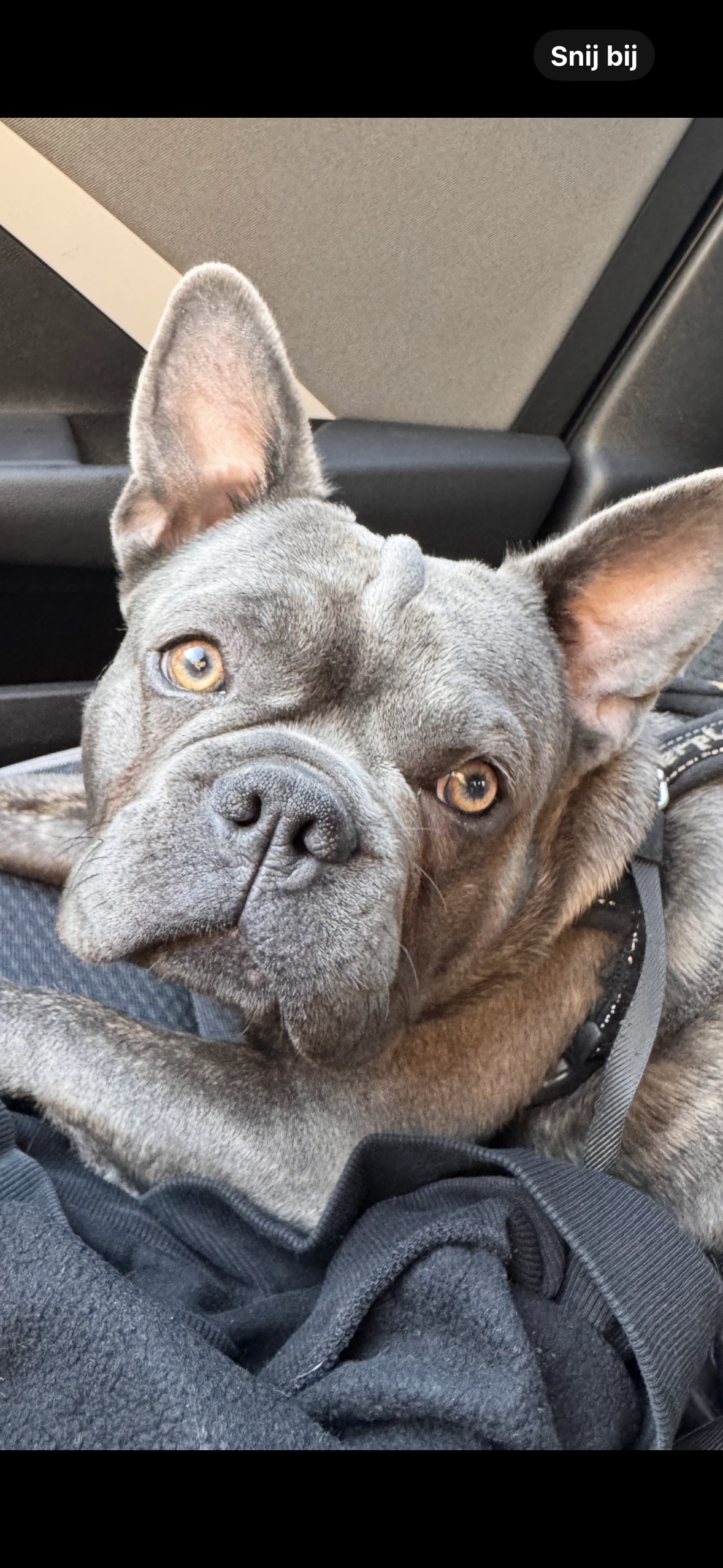 Robbie  - Hemonylaan, Amsterdam