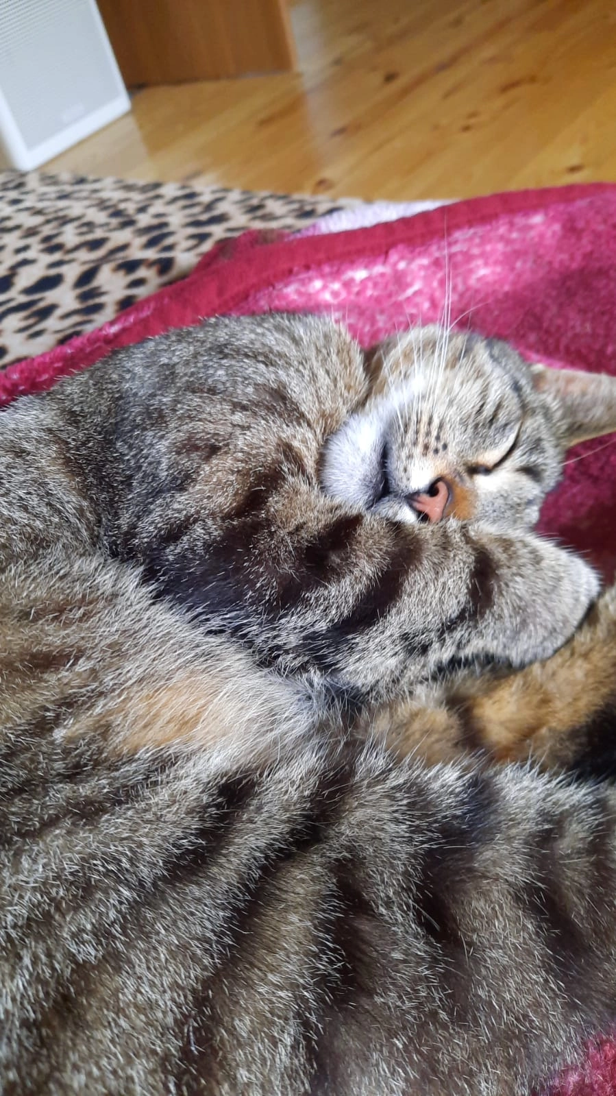 Cheetos - Koningsspil, Raalte