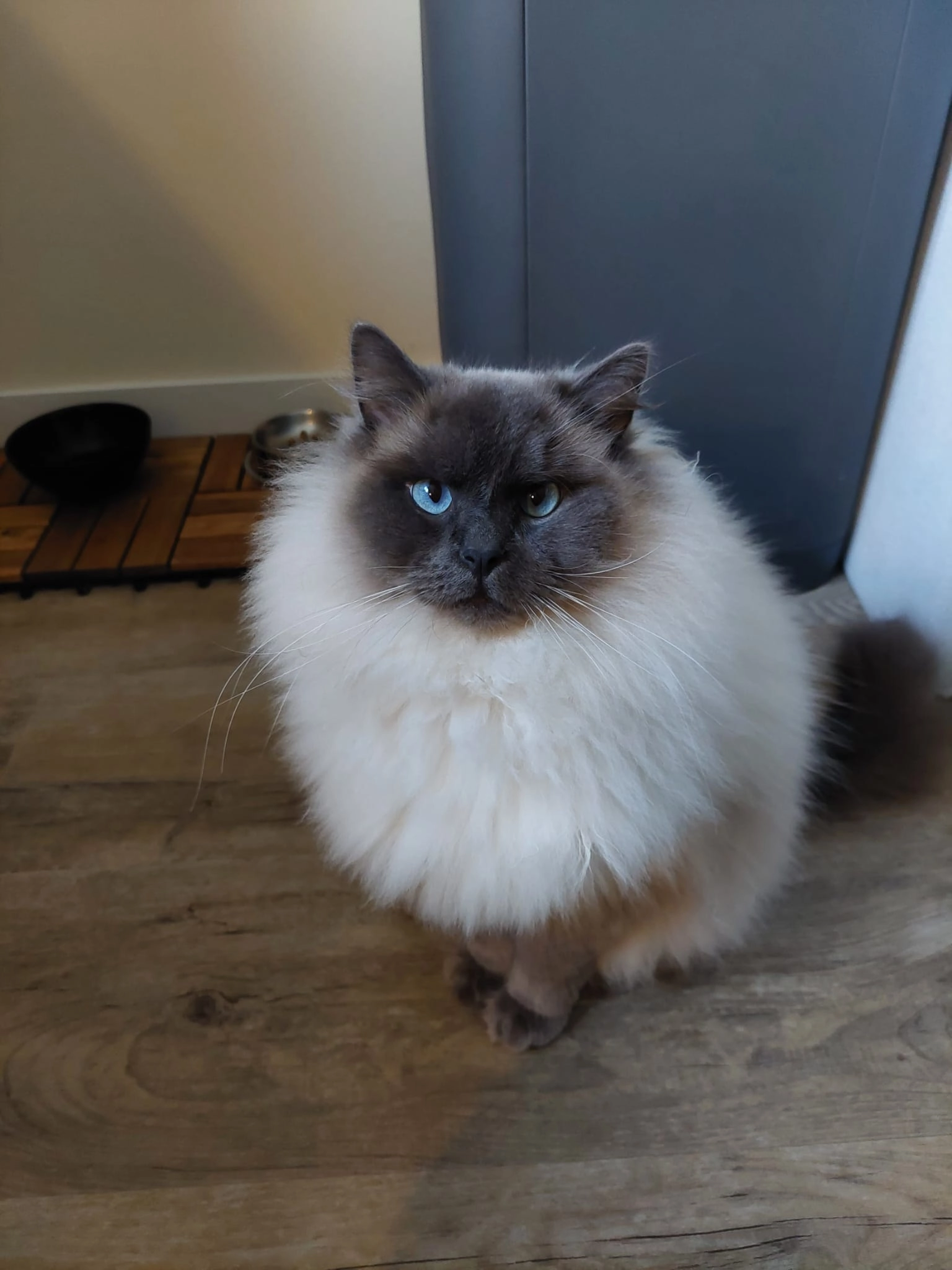 Maxie  - 's-Heer Hendrikskinderendijk, Goes