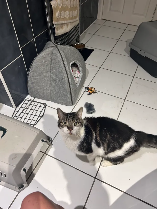 Simba - Runton Road, Poole