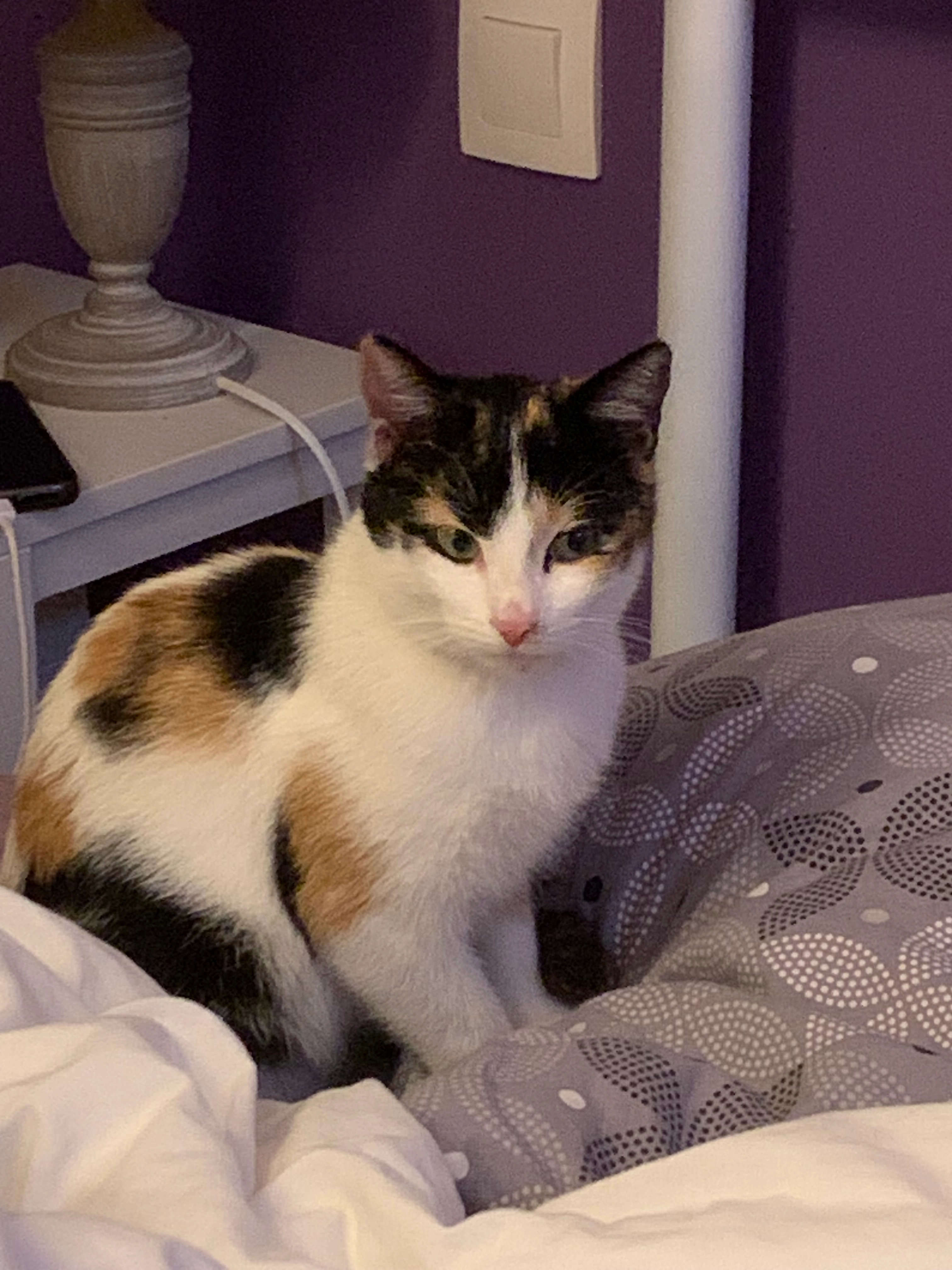 Charlie - 47600, Nérac