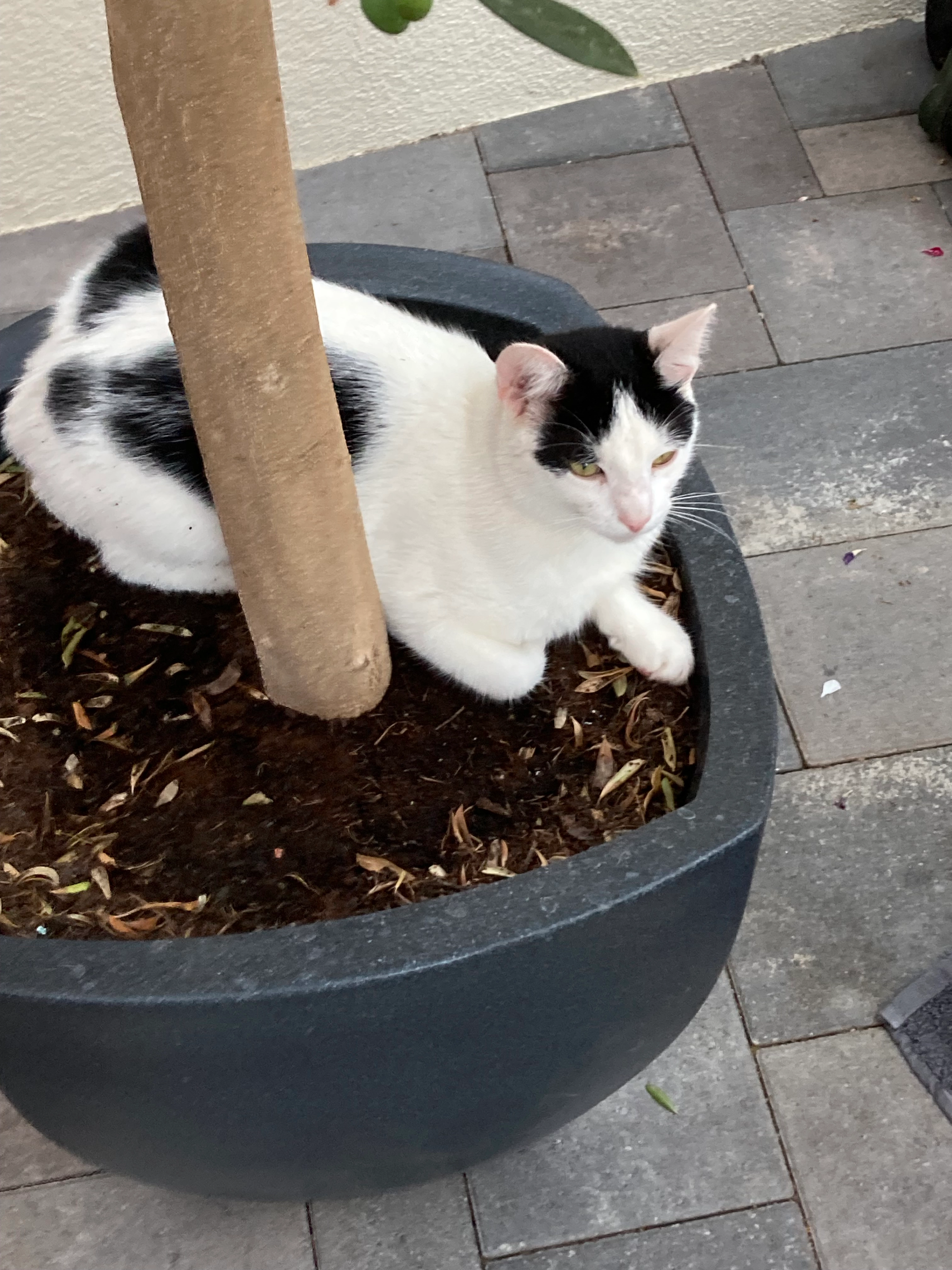 Charlie  - Tischlergasse 36, Kölleda