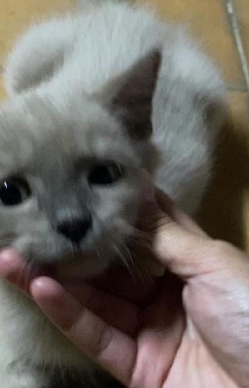 Mochi - Jalan Sari Ilham 1/4, Alam Sari Bangi