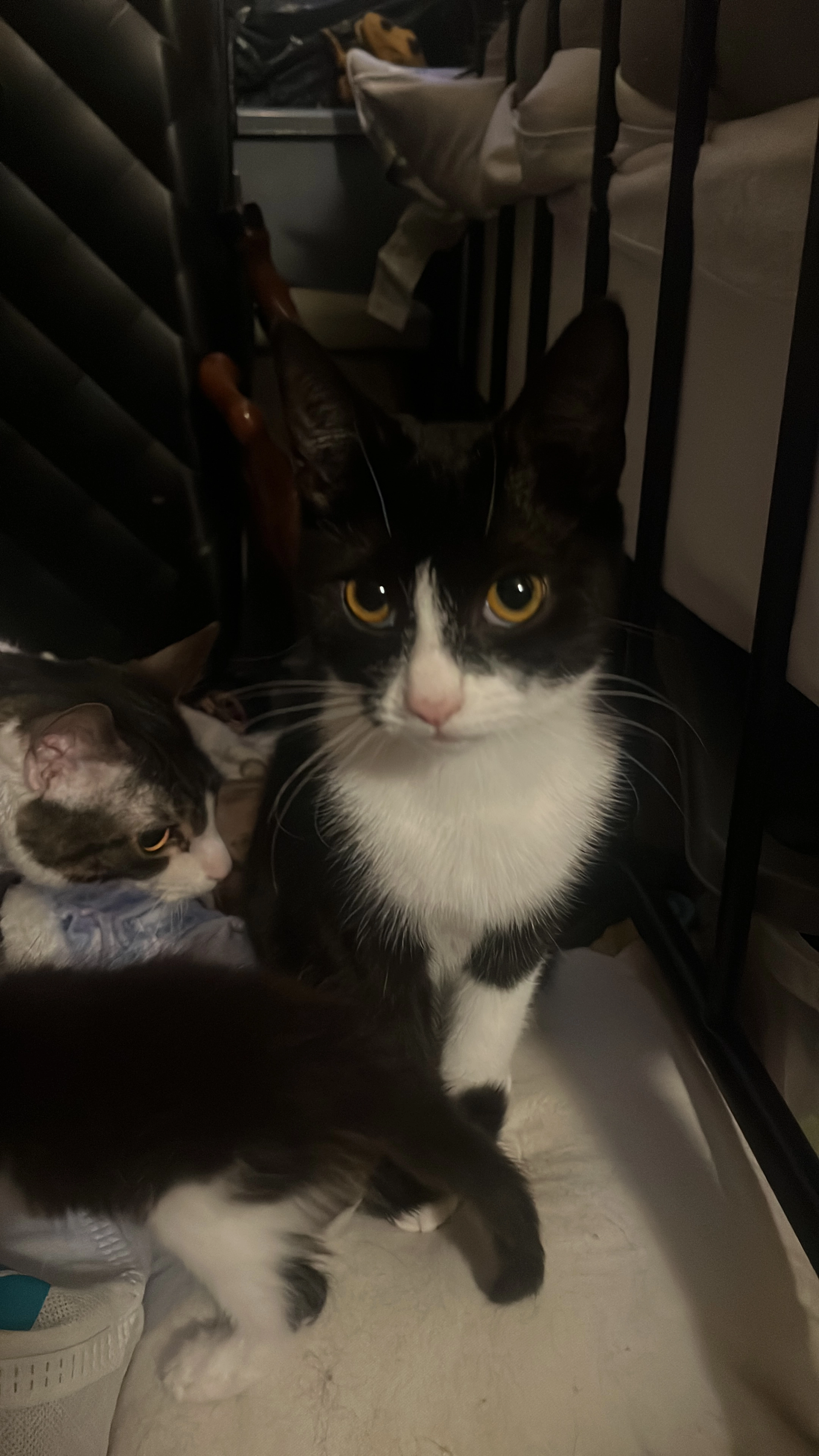 Giggleshitter - 60 Kirkby Road, Sutton-in-Ashfield