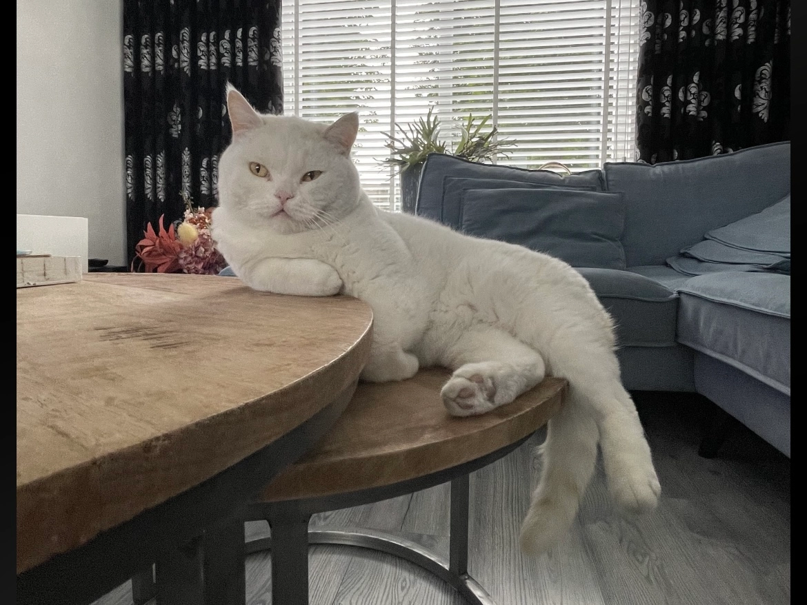 Zen - Beatrixlaan, Raamsdonksveer