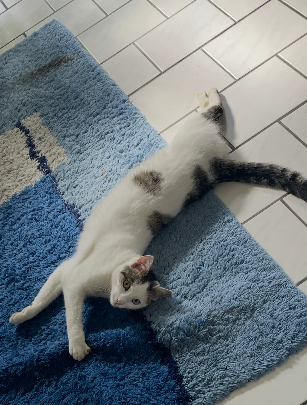 Kimba - Am Wurfbrunnen, Waldstetten