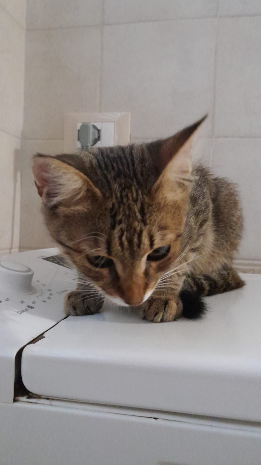 Camila - Via Mazzini, Pulsano