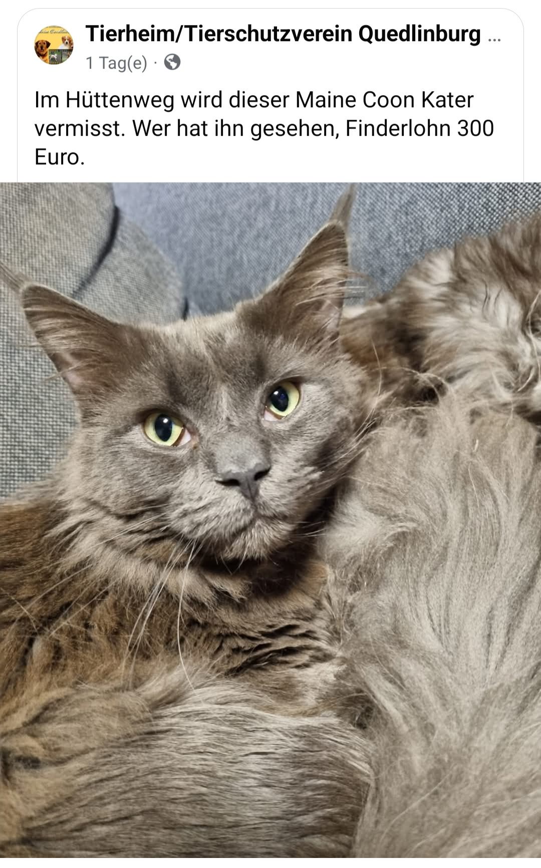 Vladi - Hüttenweg, Quedlinburg