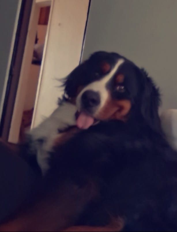 Volt - Enclos Guillaume De Lorris, Carcassonne